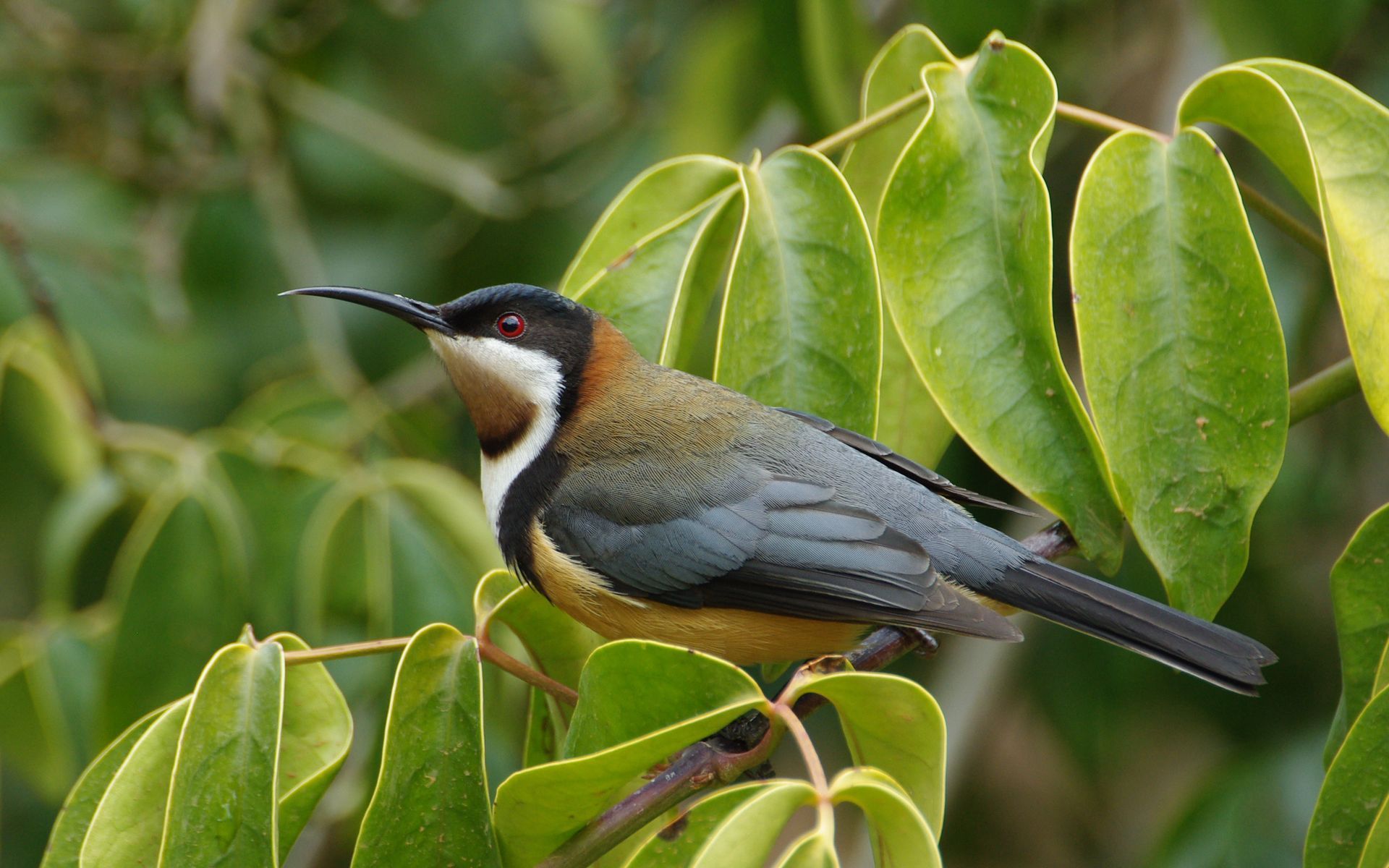 Eastern Spinebill - Image Abyss