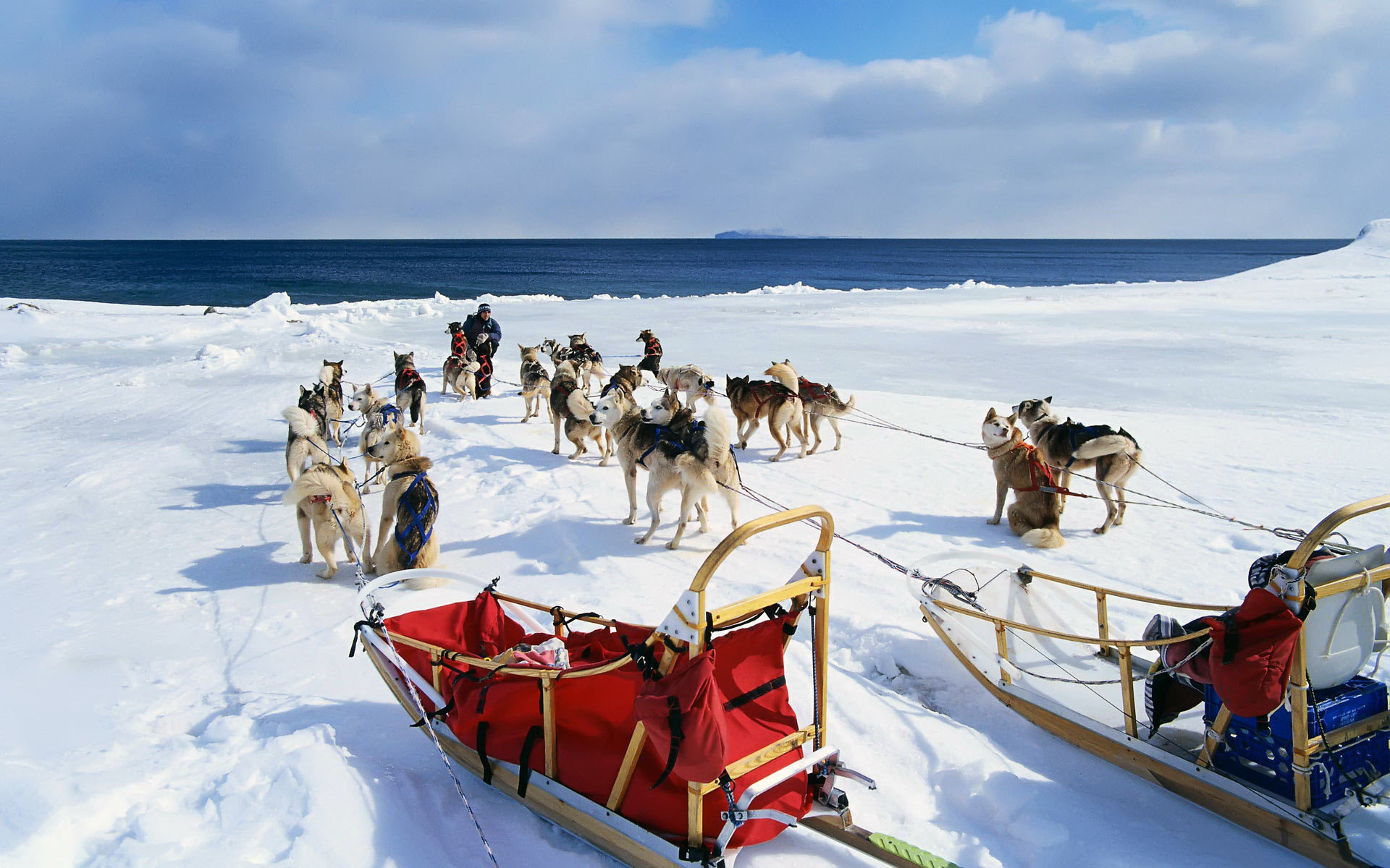 Exploring the Arctic with Sled Dogs