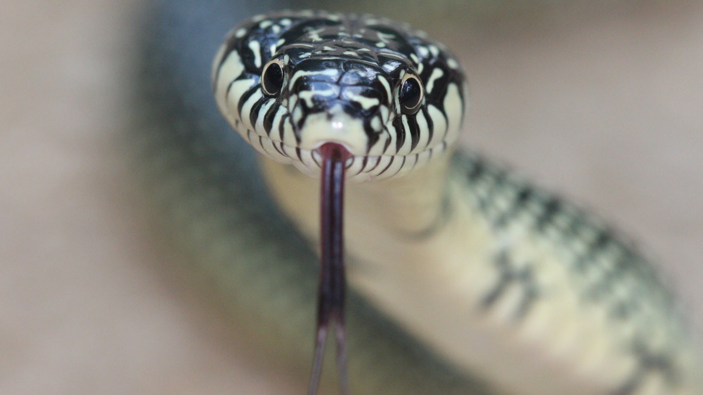 Snake Picture