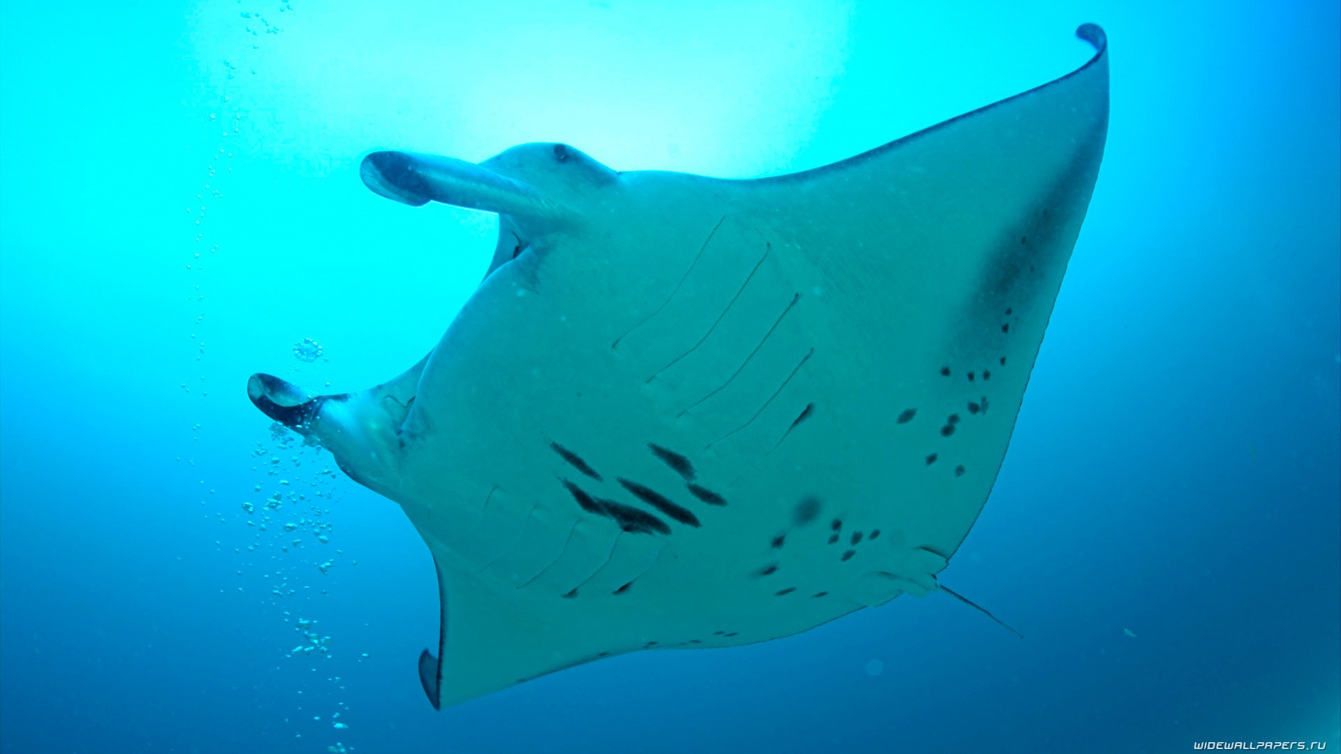 Manta Ray Picture