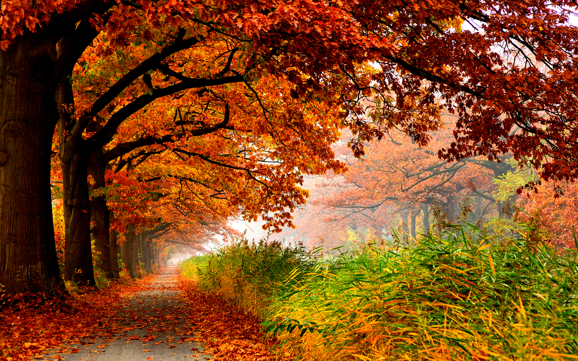 Autumn Path - Image Abyss