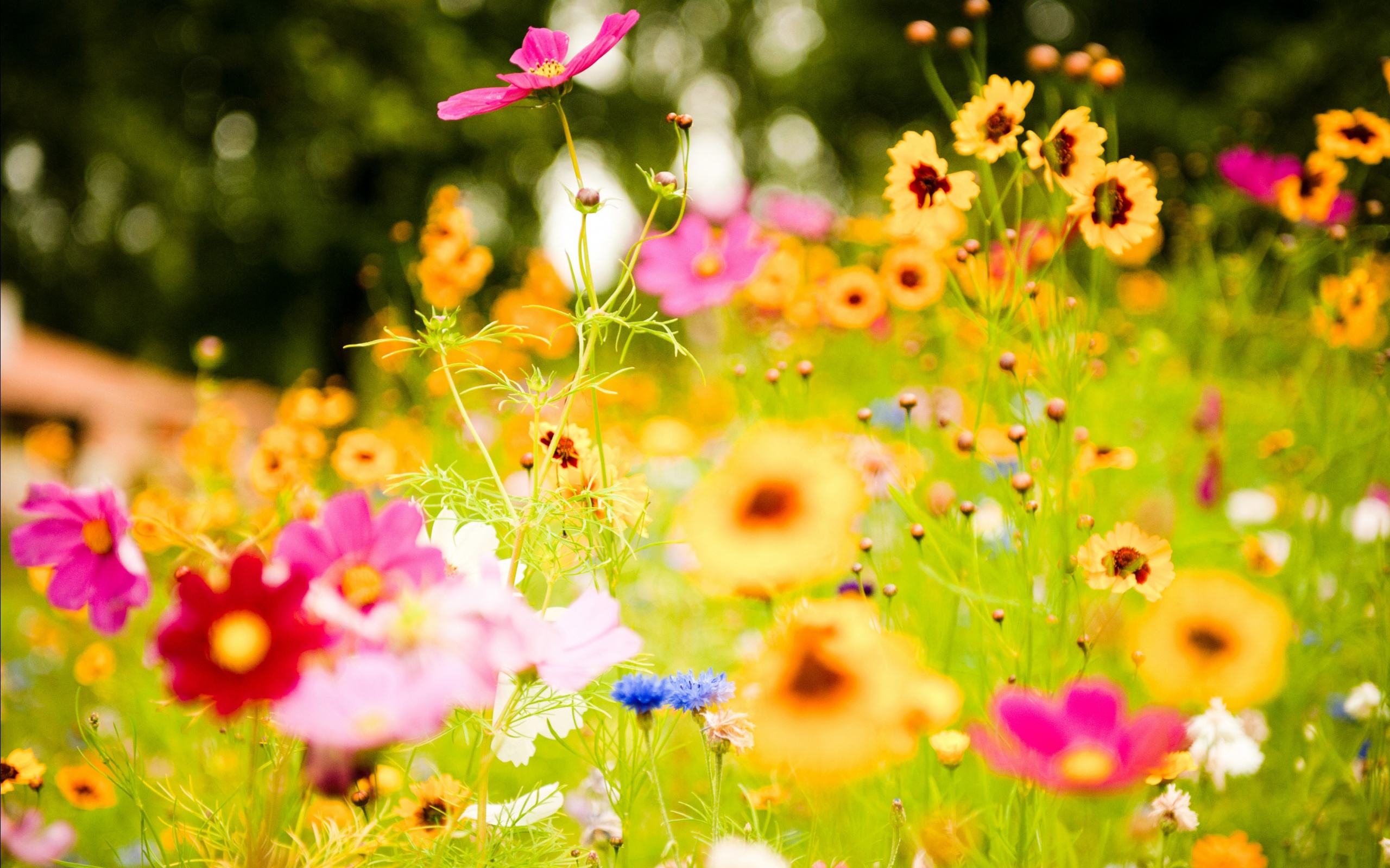 Download Nature Flower Image