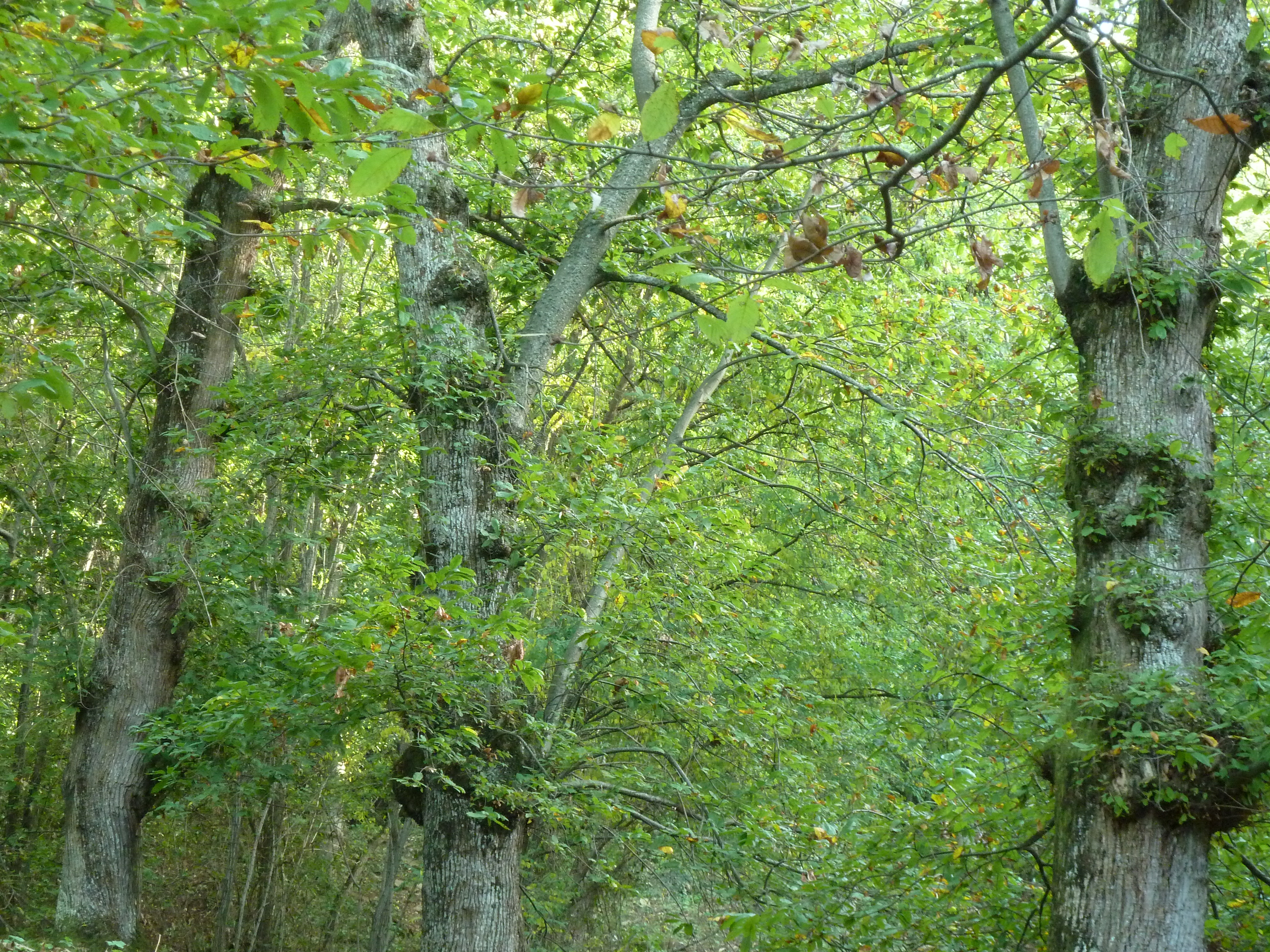 natur libera Image - ID: 269953 - Image Abyss