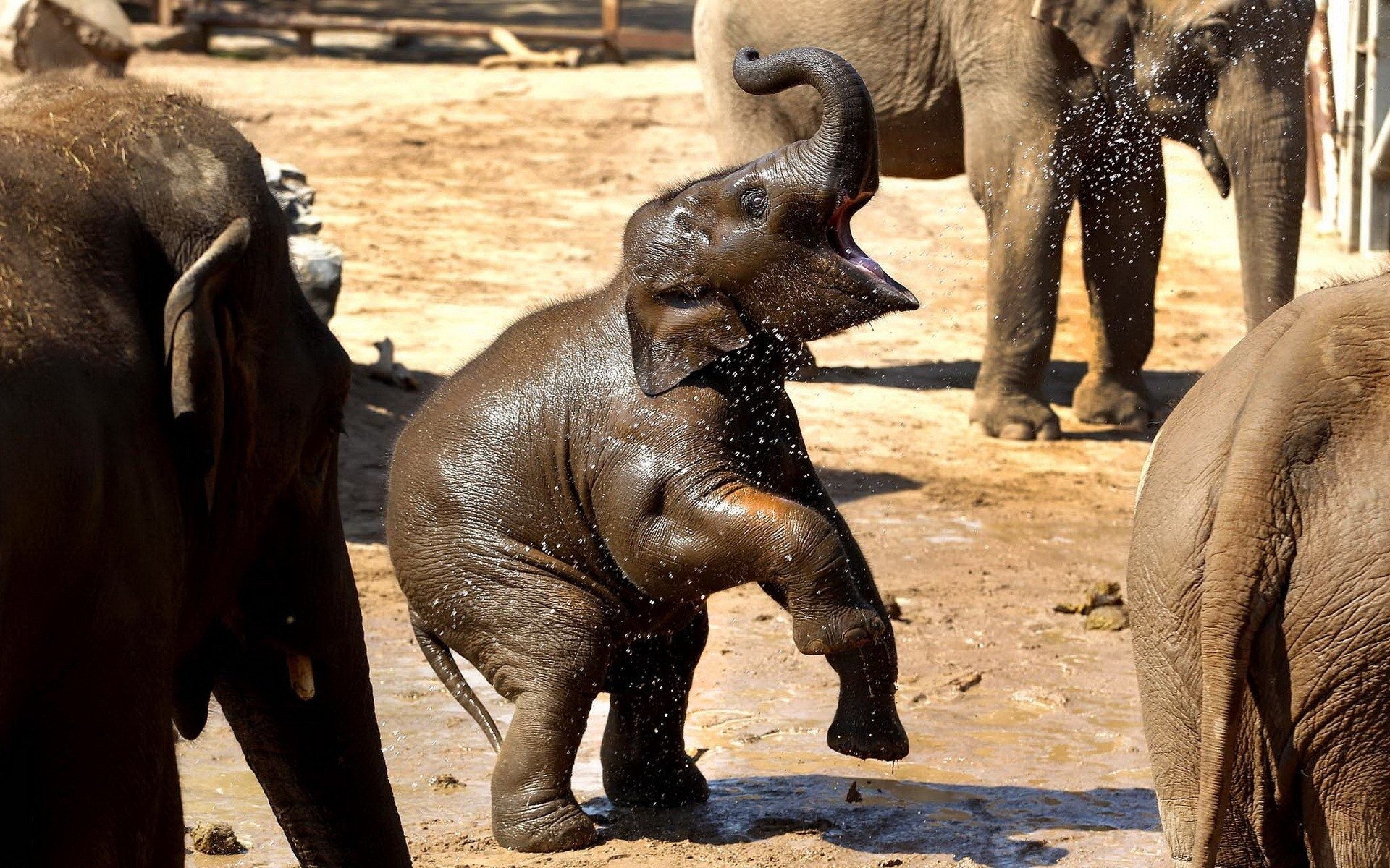 A playful Asian elephant calf sprays water while standing on its hind legs, surrounded by other elephants in a lively, sunny environment.