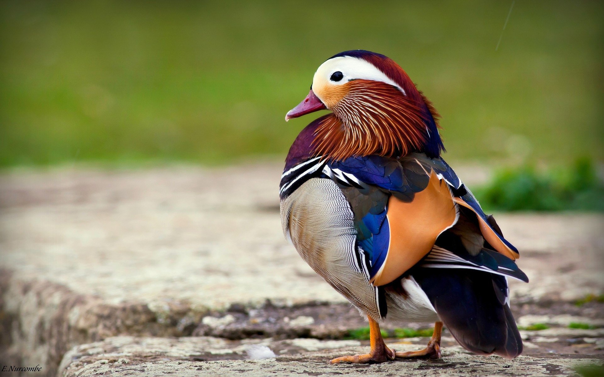  Mandarin Duck