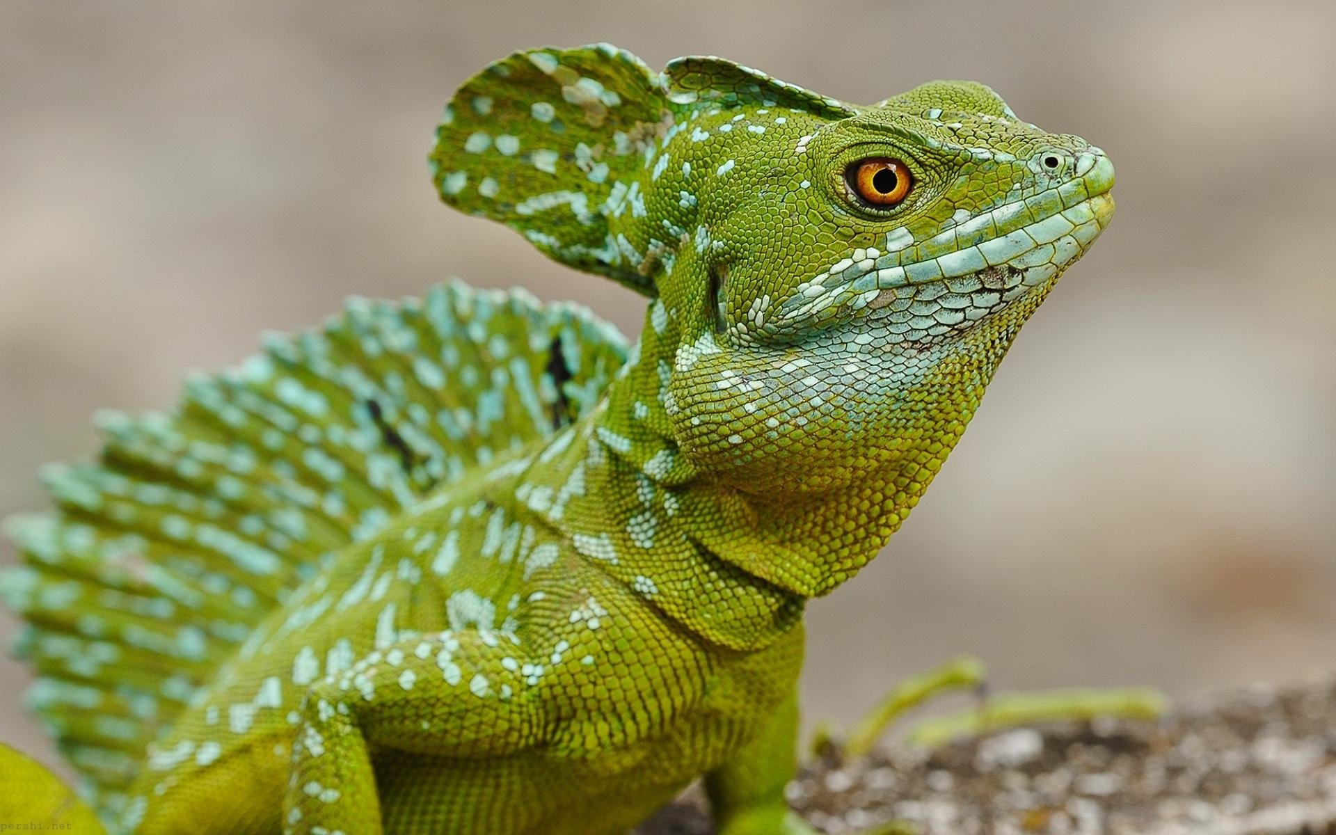 basilisk lizard stuffed animal