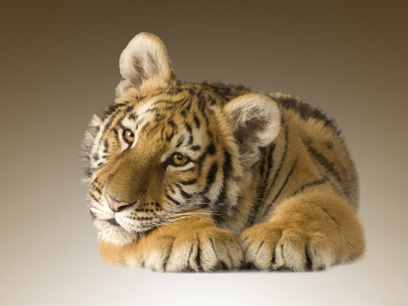A close-up of a young tiger lounging, showcasing its striking stripes and expressive eyes against a soft, neutral background.