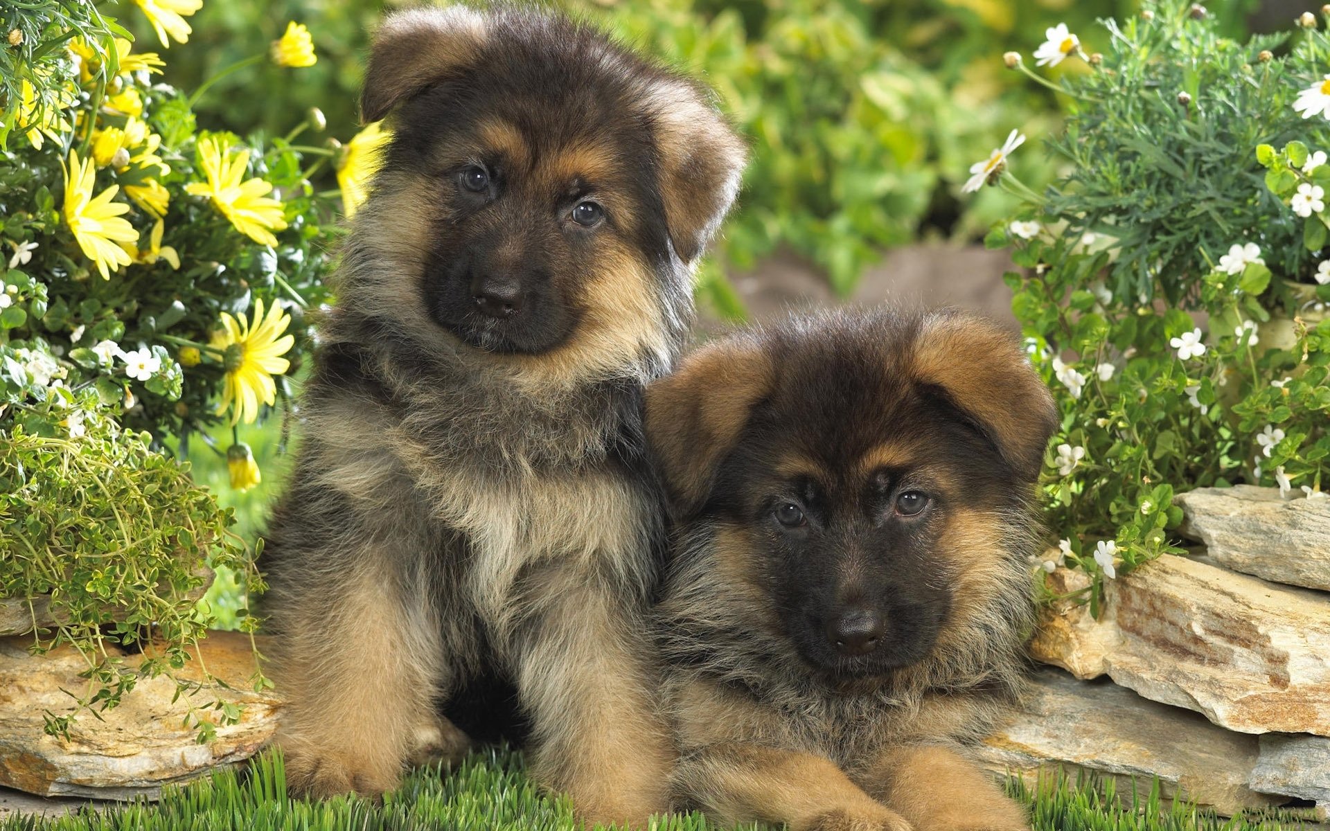 Two fluffy German Shepherd puppies rest on grass surrounded by yellow and white flowers in a garden setting.