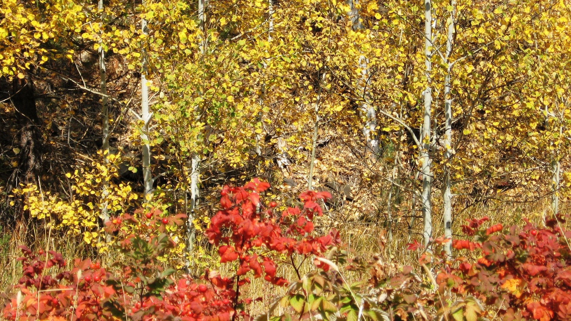  Fall on the Mickelson Trail