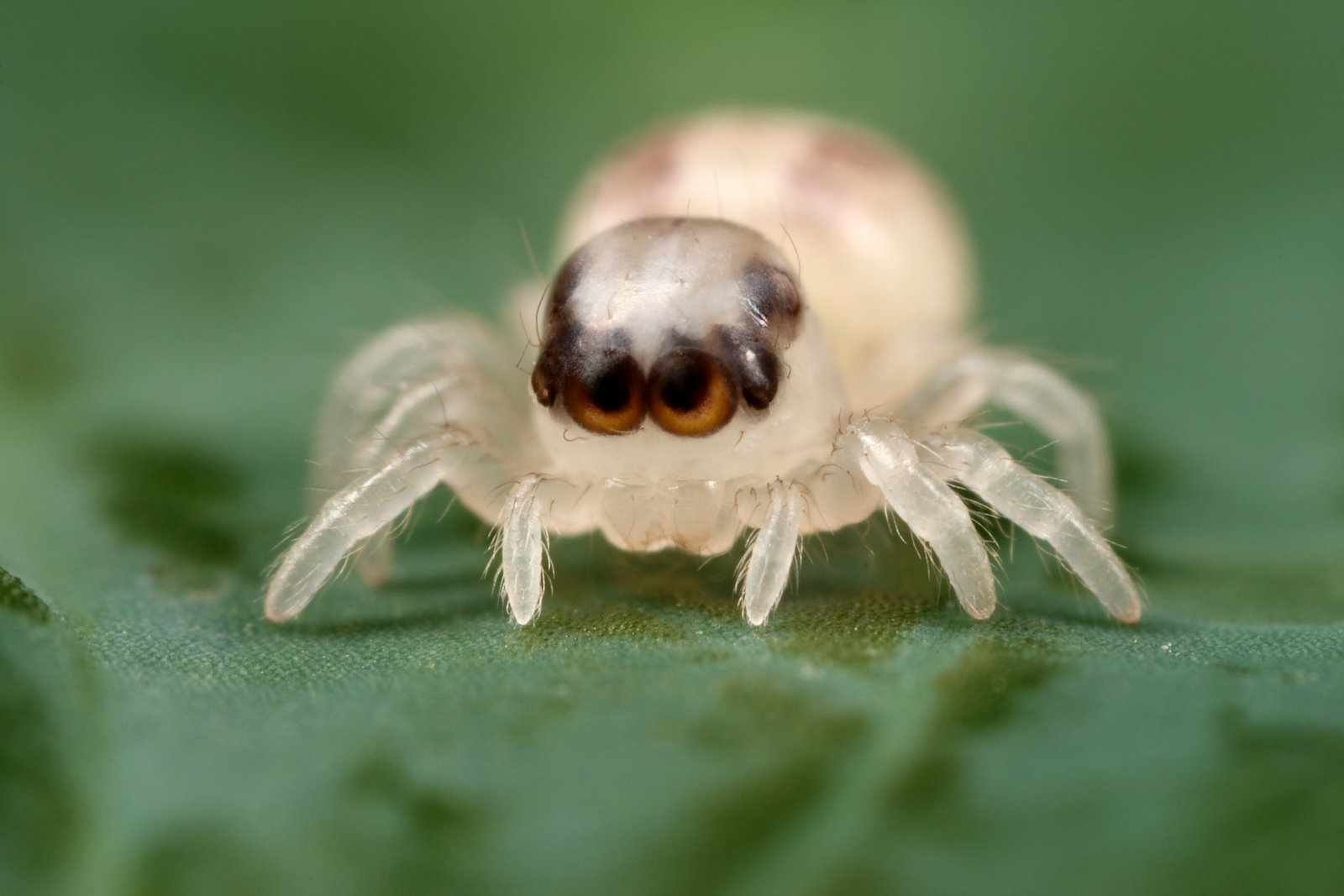 cute-baby-spider-image-id-269654-image-abyss