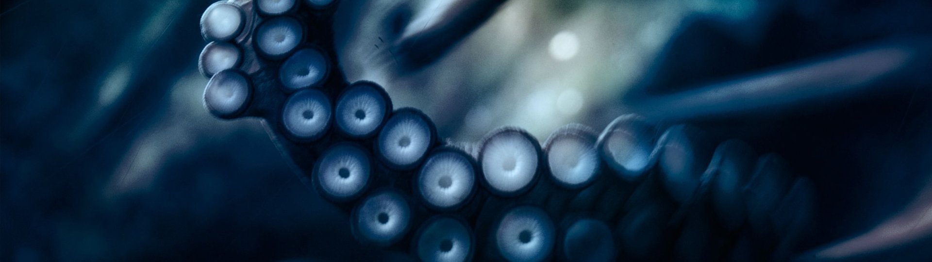 Animal octopus Image