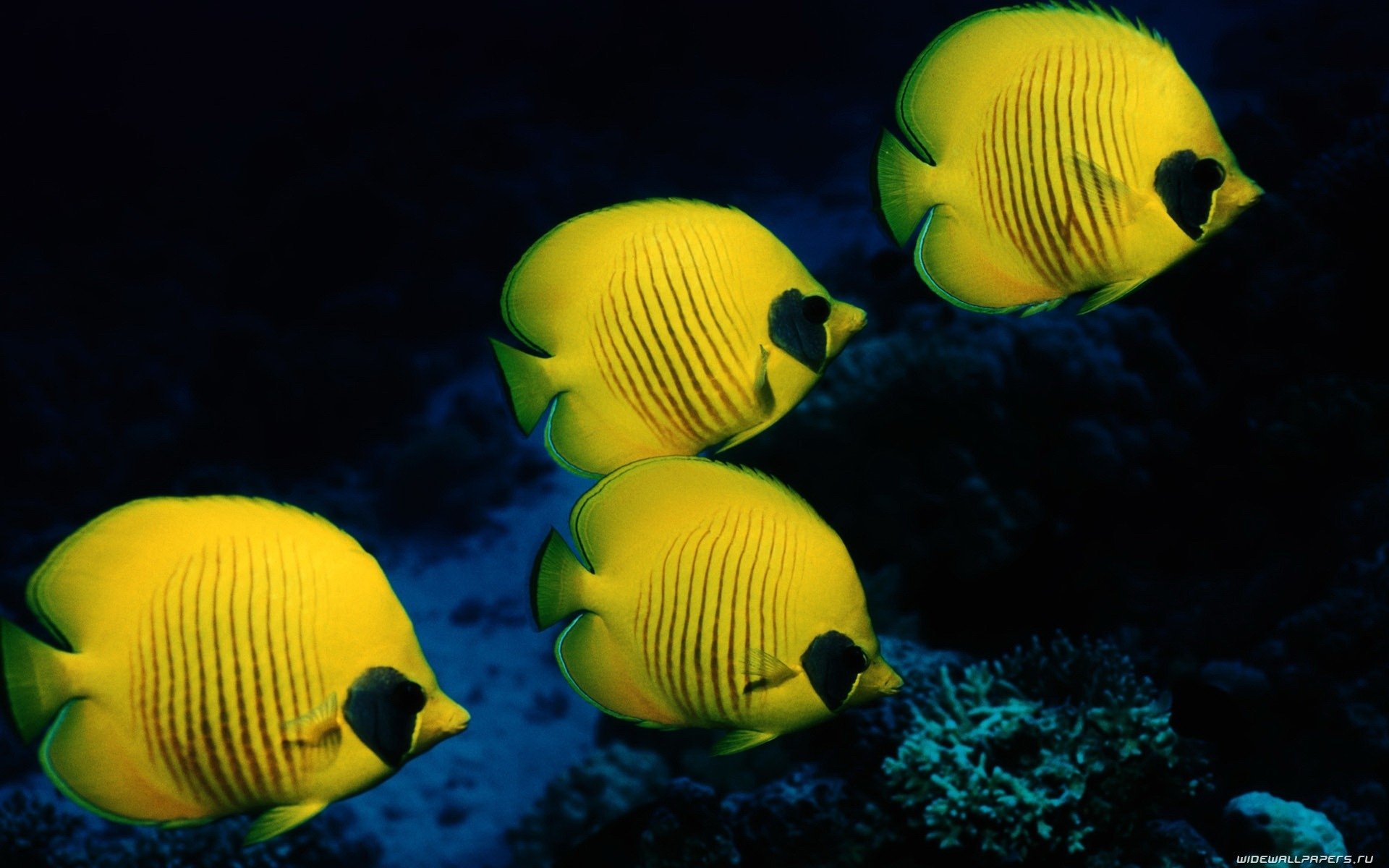 A group of vibrant yellow fish swims gracefully underwater, showcasing their distinct striped patterns against a dark ocean backdrop.