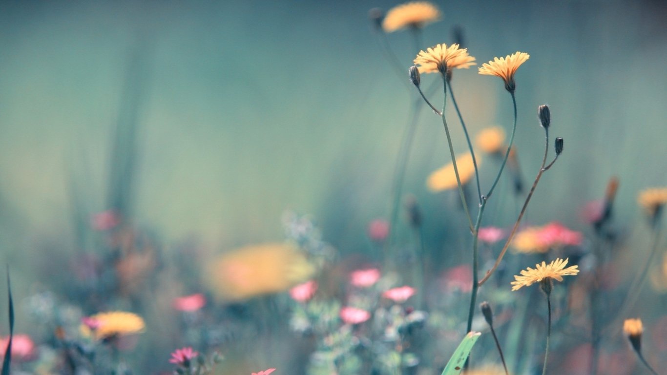 Delicate yellow flowers stand tall among a soft-focus field of wildflowers, capturing the gentle beauty of nature.