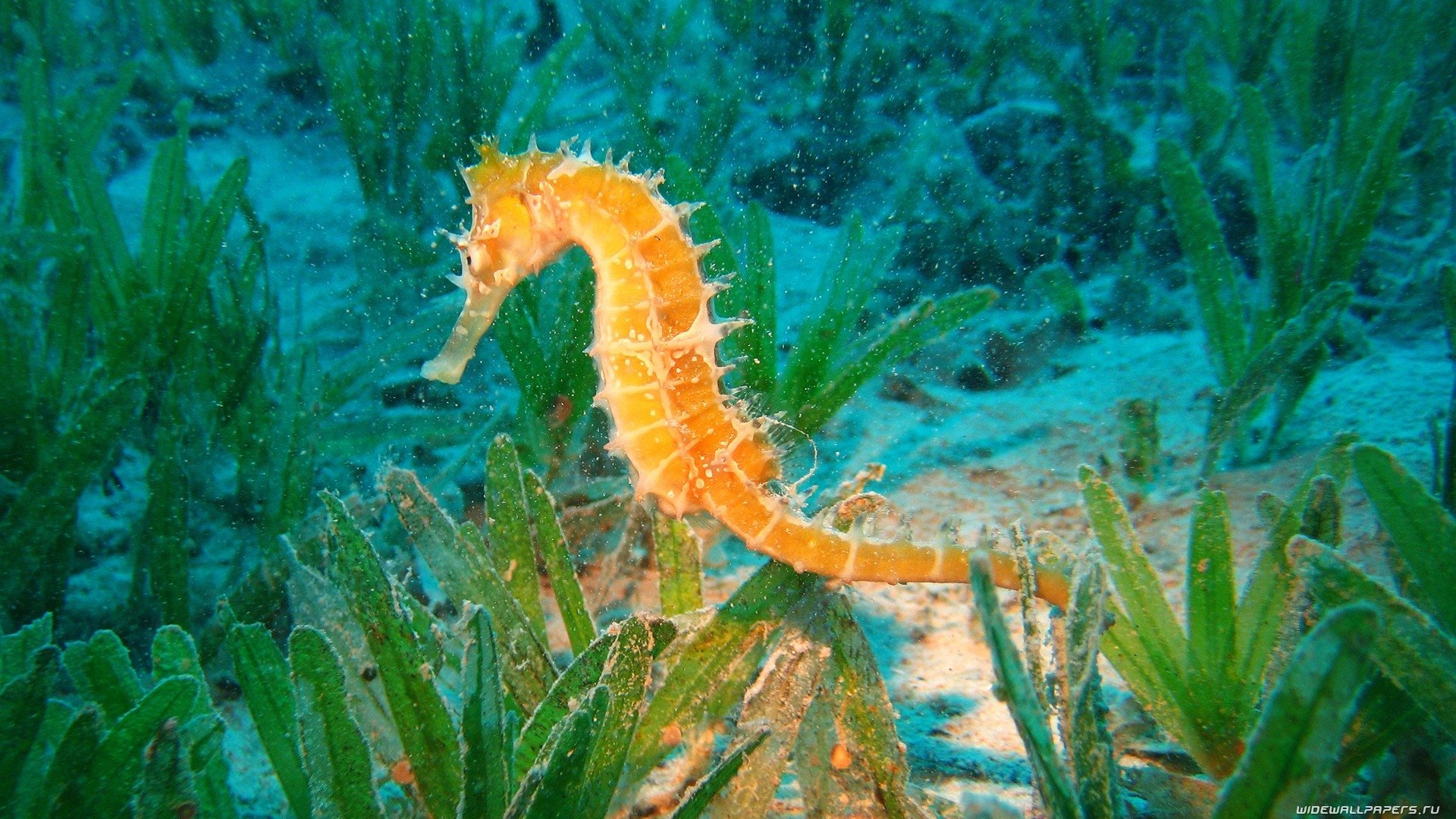 Animal seahorse Image