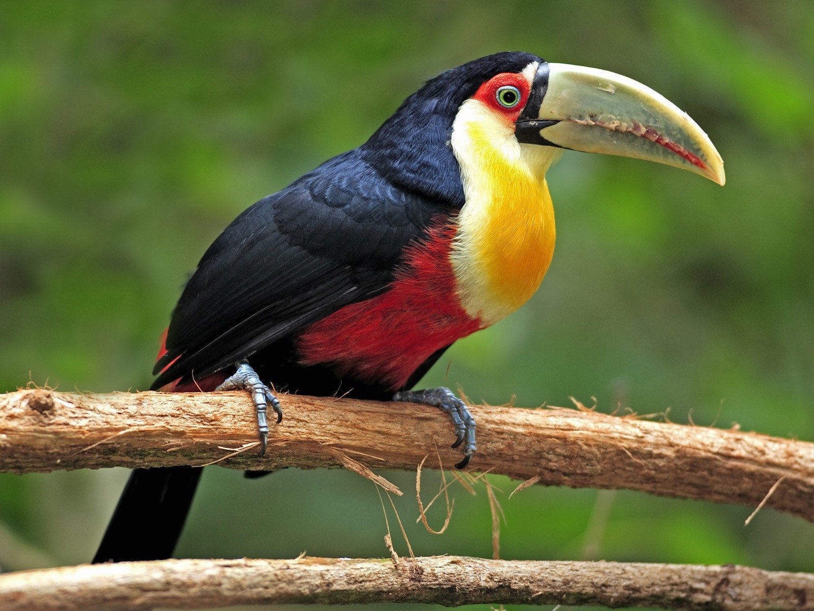 Toucan (animal) perched on a branch, displaying black, red and yellow plumage and a large pale bill against a soft green background.