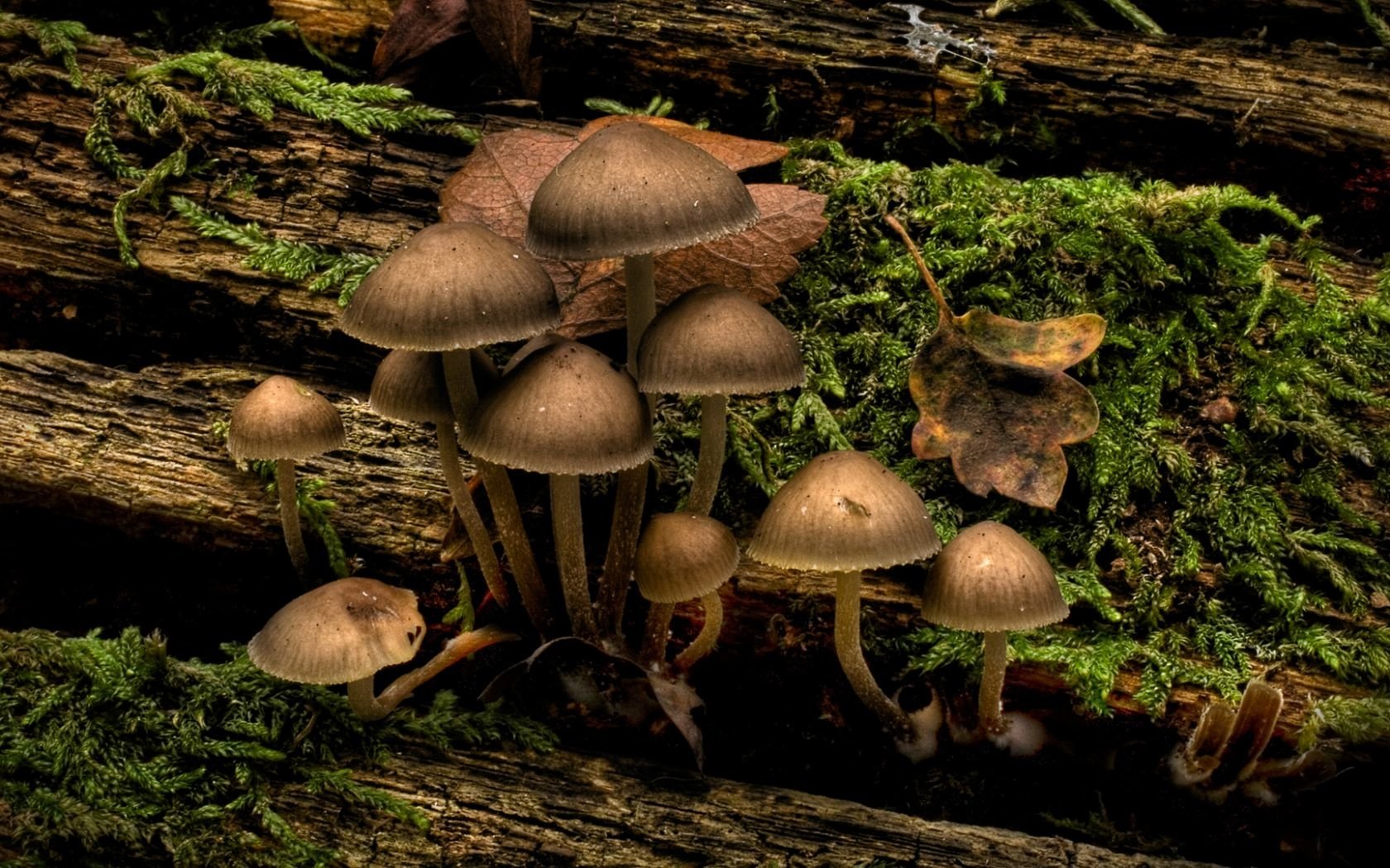 Woodland Fungi on a Mossy Log