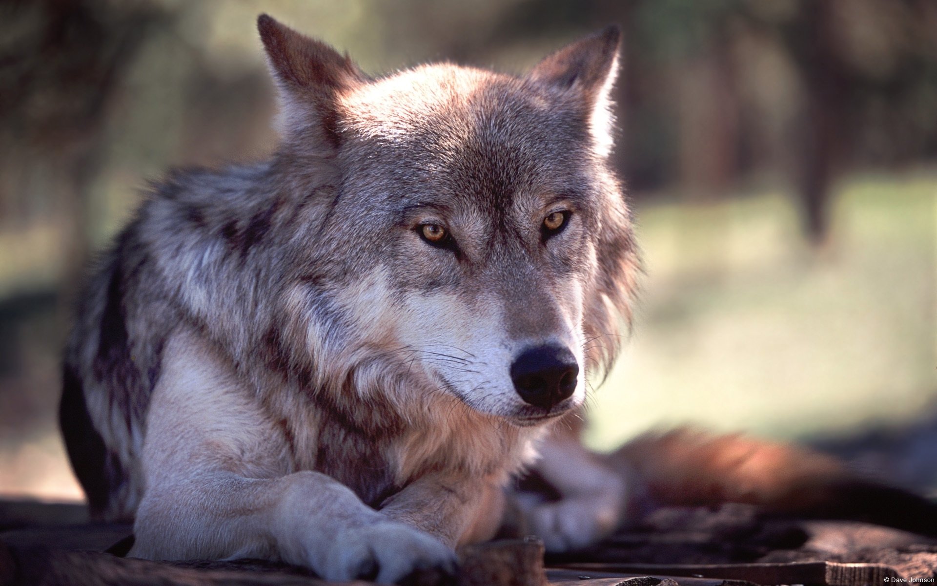 Wolf Image - ID: 269851 - Image Abyss
