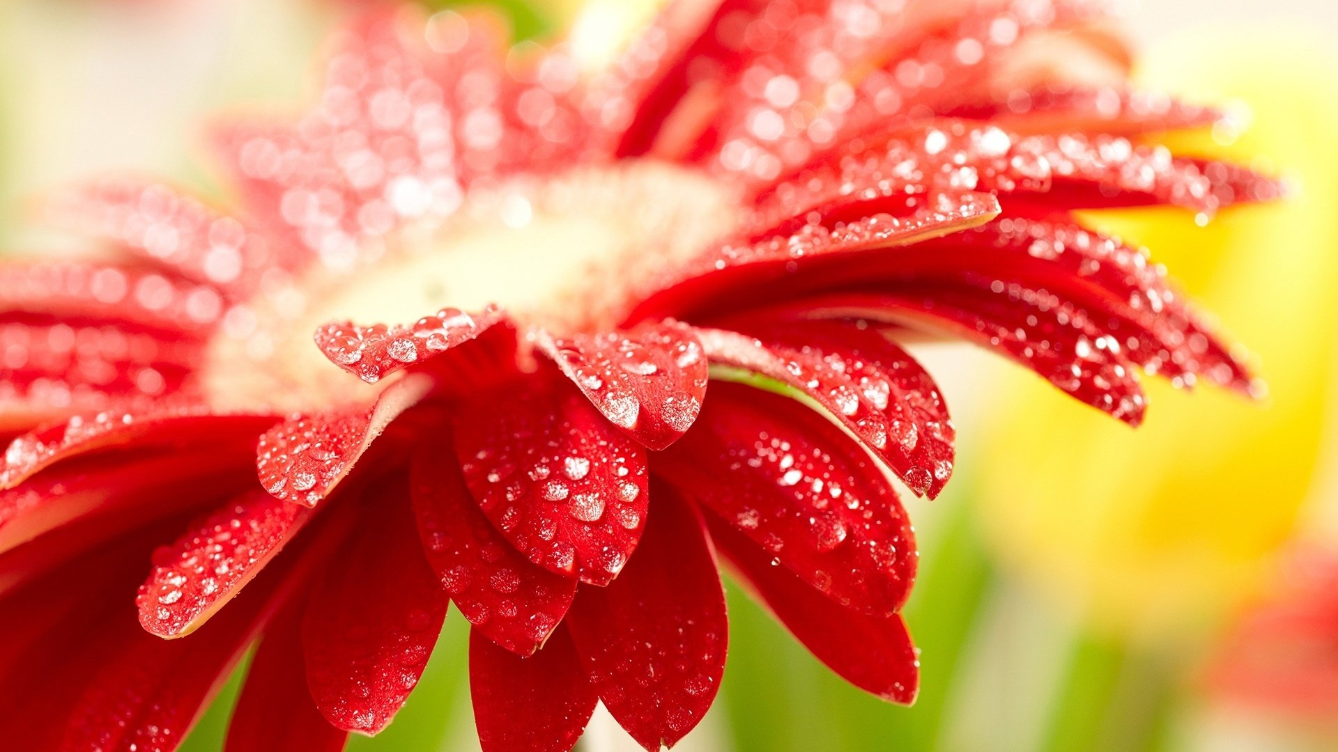 Close-up of a red flower with dewdrops, soft-focus yellow and green blooms in the nature background.