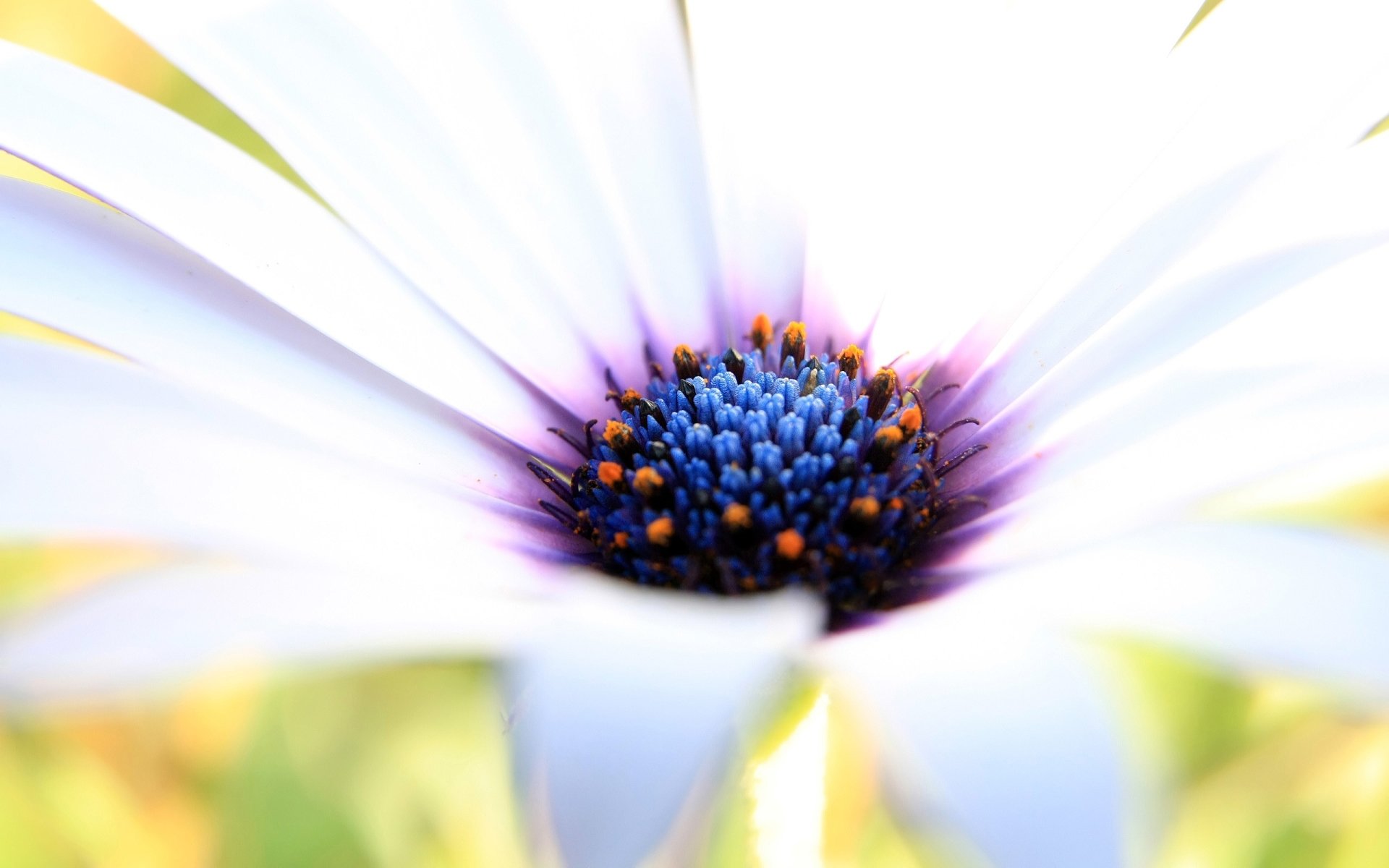  Pure Petals