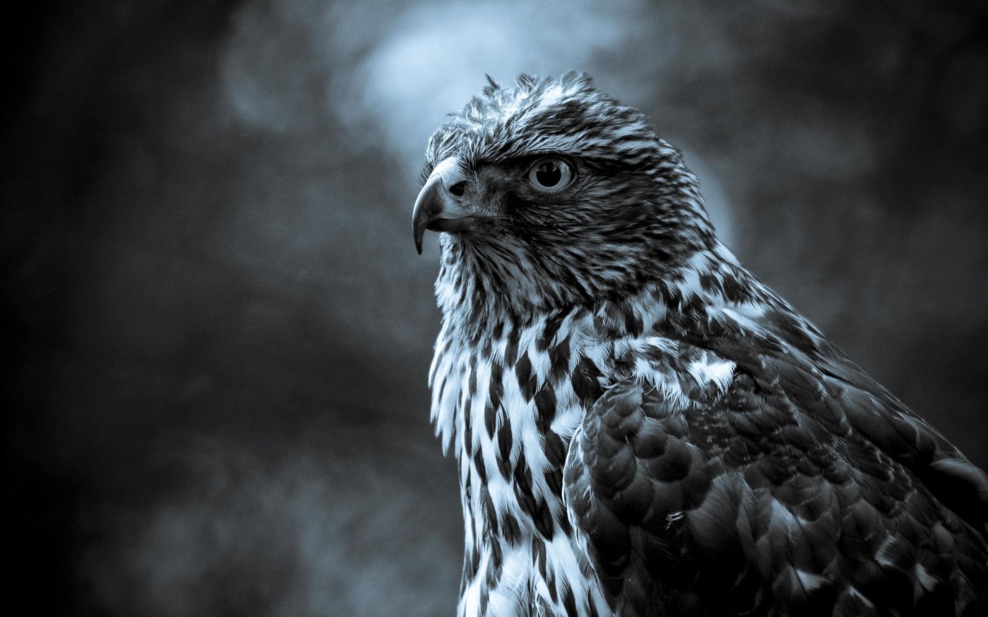 Download Animal Hawk Image