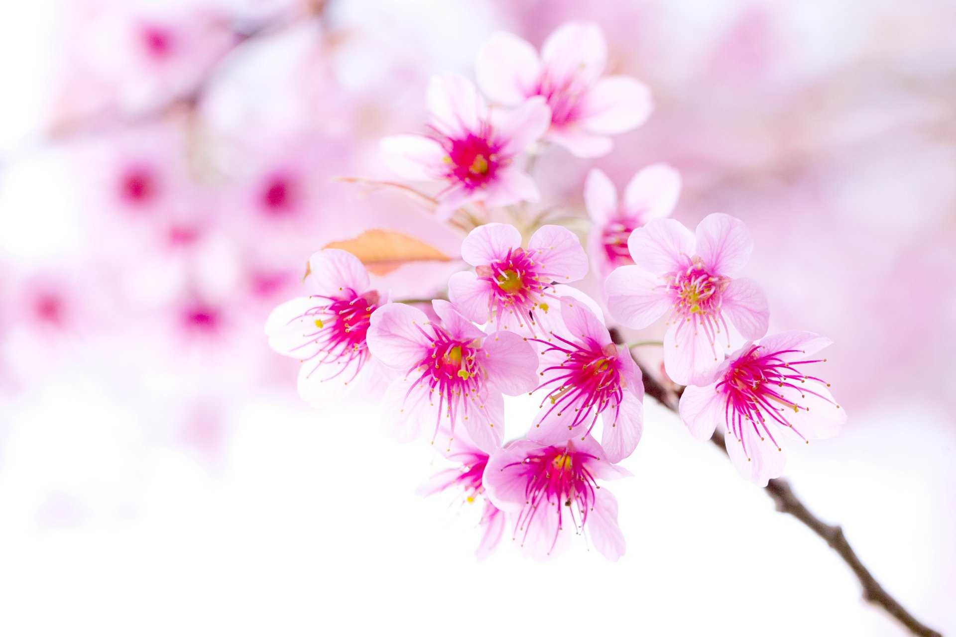 A delicate cluster of pink flowers with vibrant red centers, set against a soft, blurred background, showcasing the beauty of nature in full bloom.