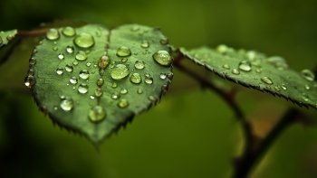 Preview Leaves