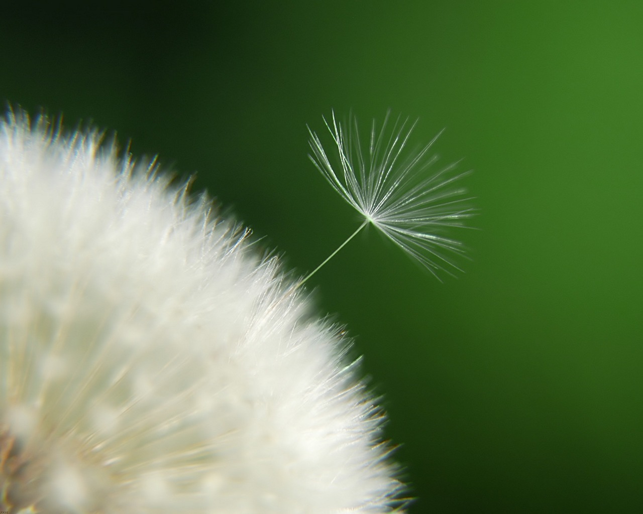 Dandelion Picture - Image Abyss