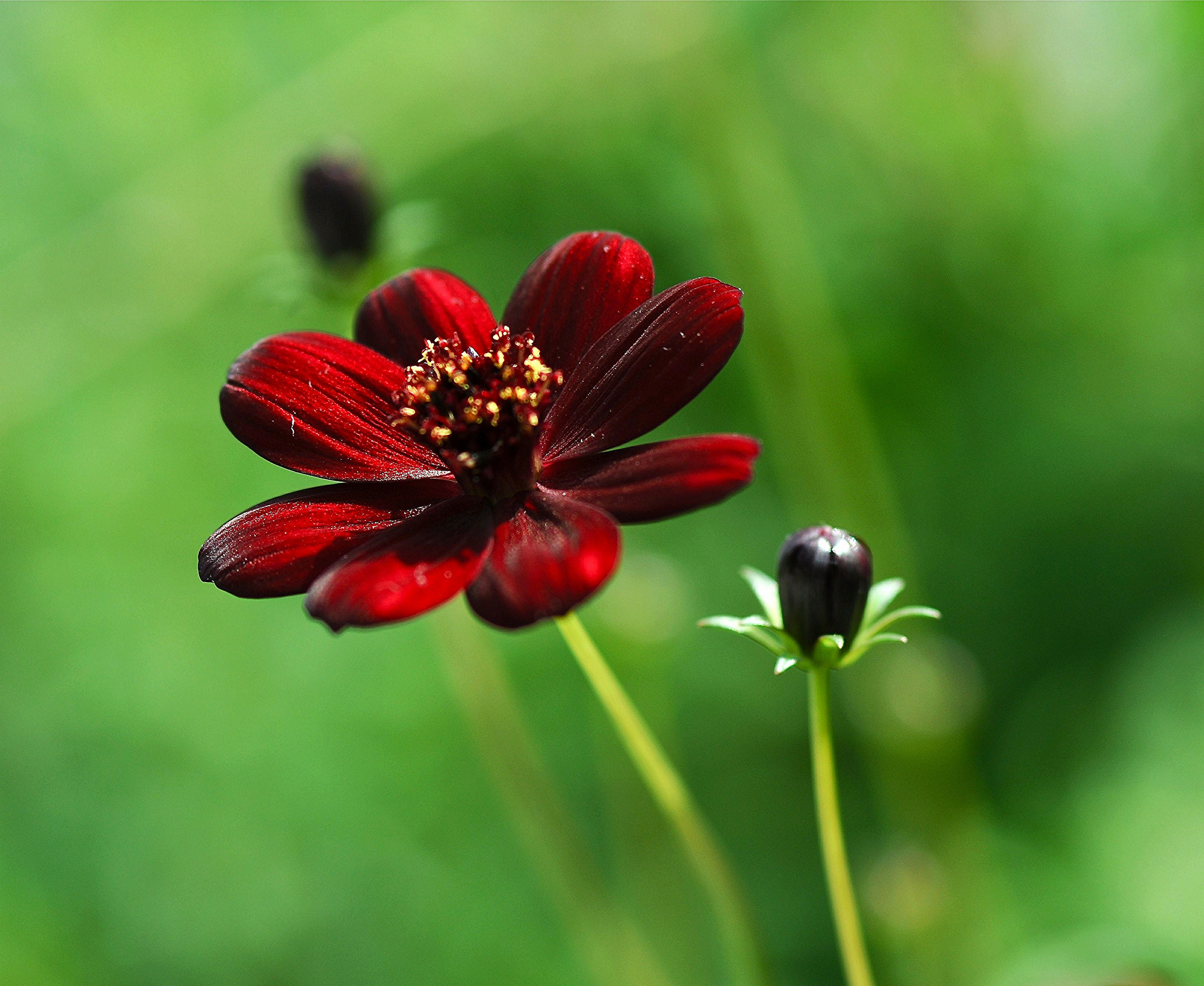 Cosmos atrosanguineus