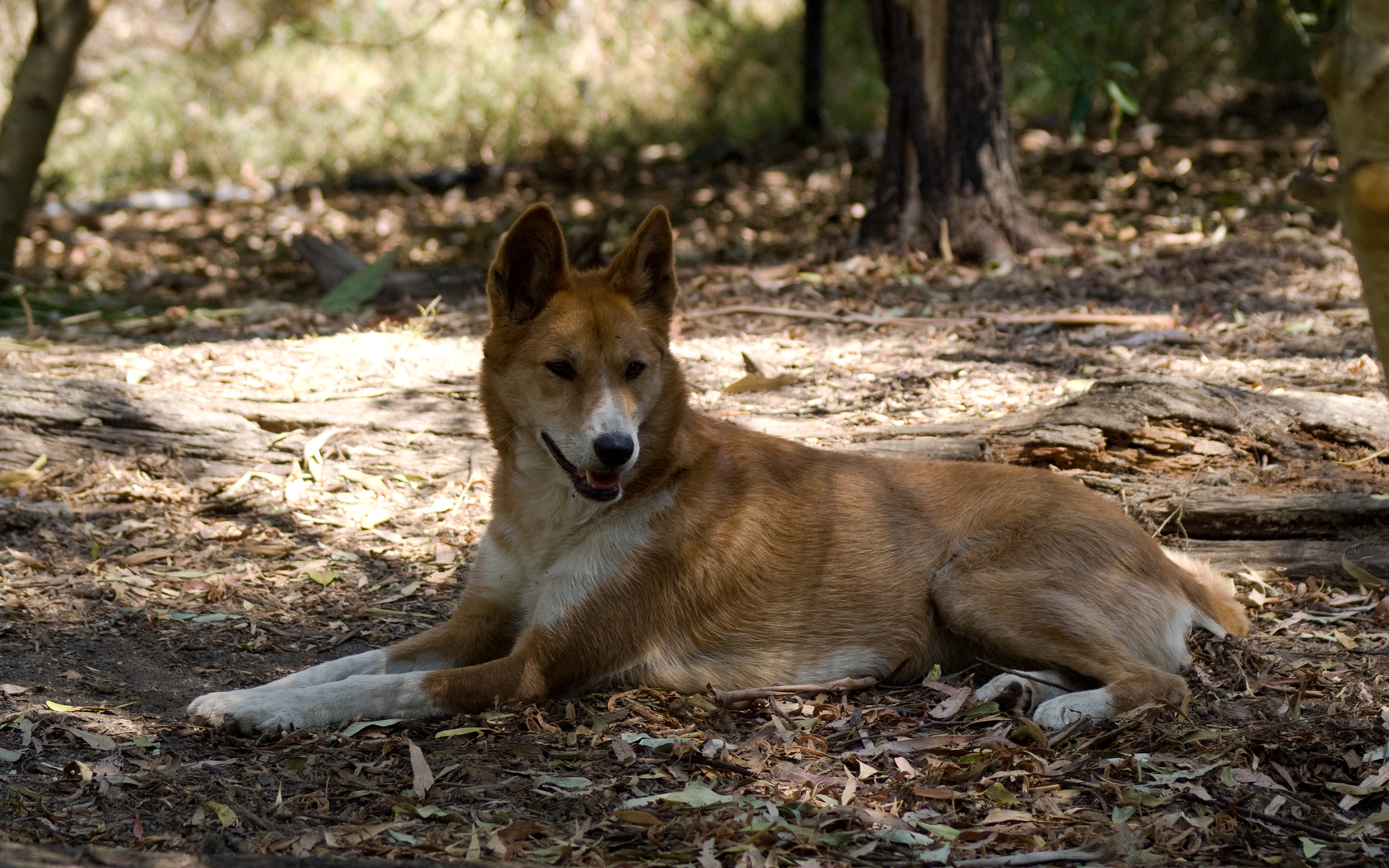 Dingo dog hybrid Image Abyss