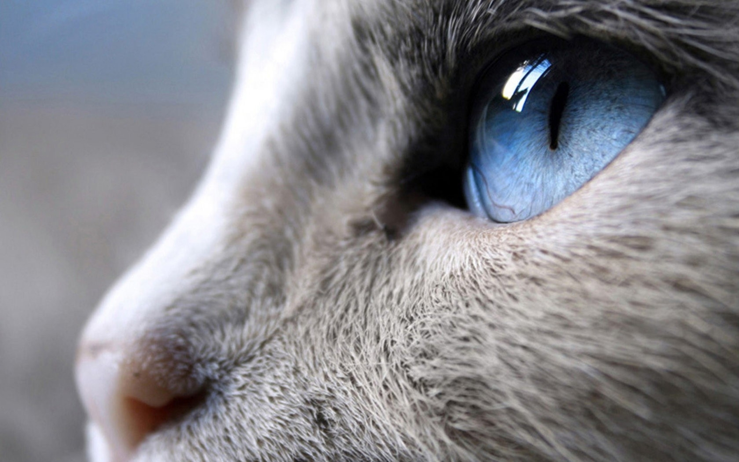 Обои глазки. Глаза кошки. Кошачий глаз. Голубой кошачий глаз. Кошка с голубыми глазами.