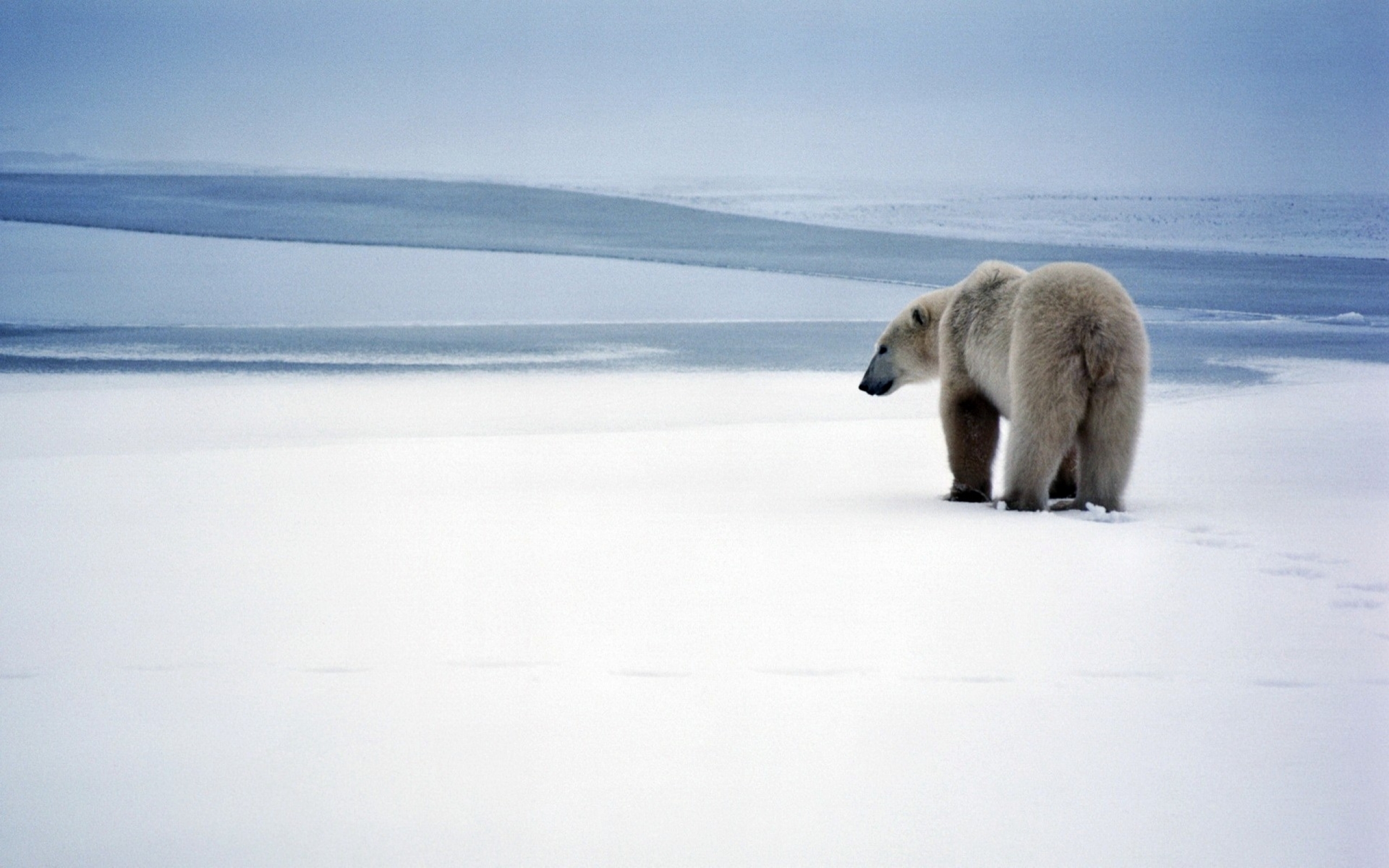 Дикая природа белого медведя. Северный Ледовитый океан белый медведь. Белые медведи на Кольском полуострове. Белые медведи в Арктике. Белый медведь на Чукотке.