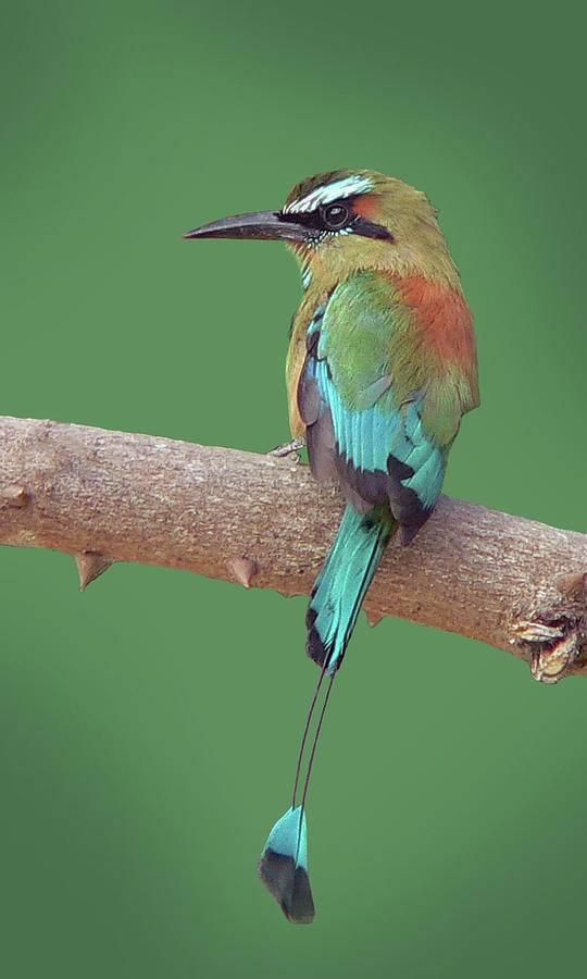 Turquoise browed Motmot by Larry Linton - Image Abyss