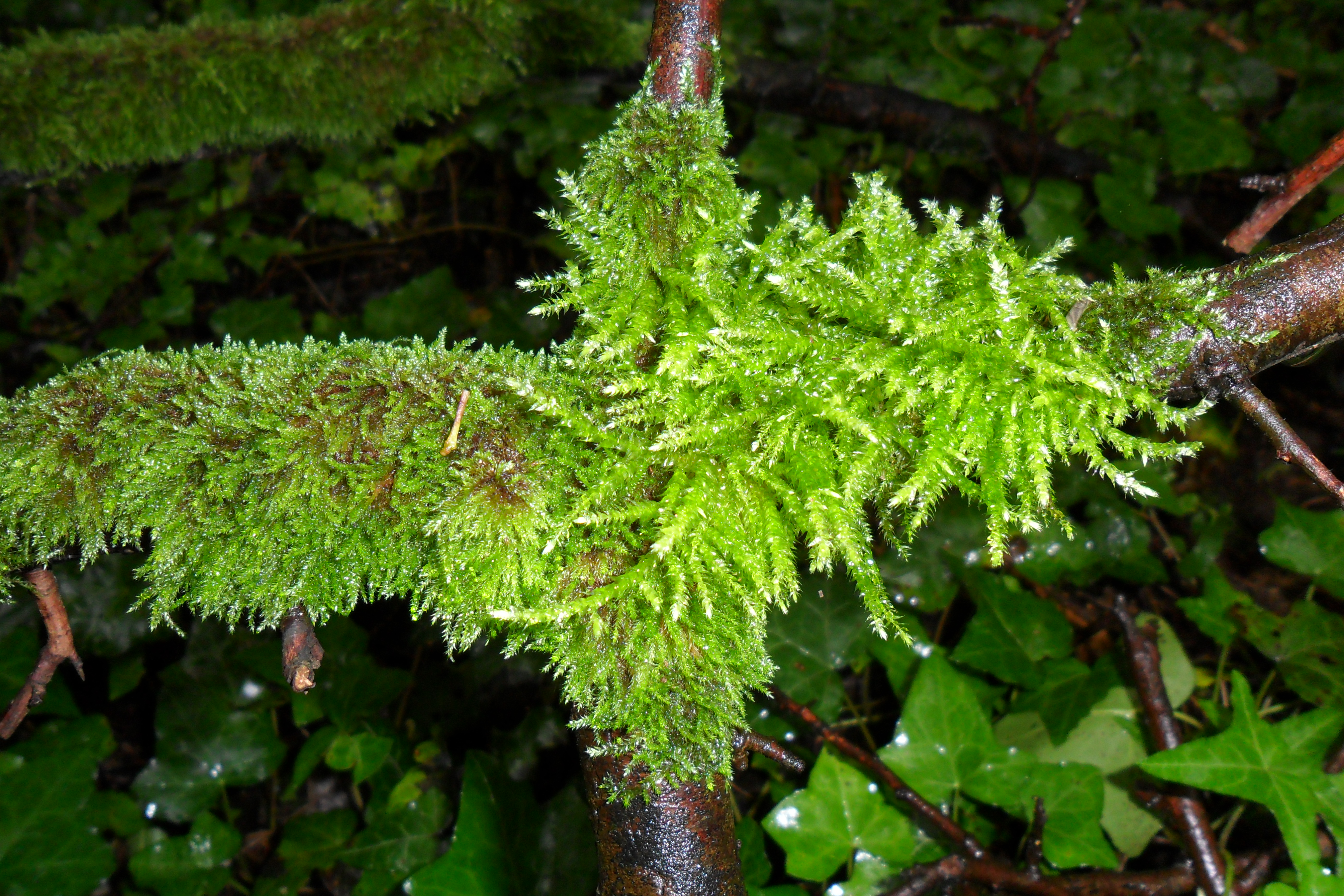 Moss. Image - ID: 270879 - Image Abyss
