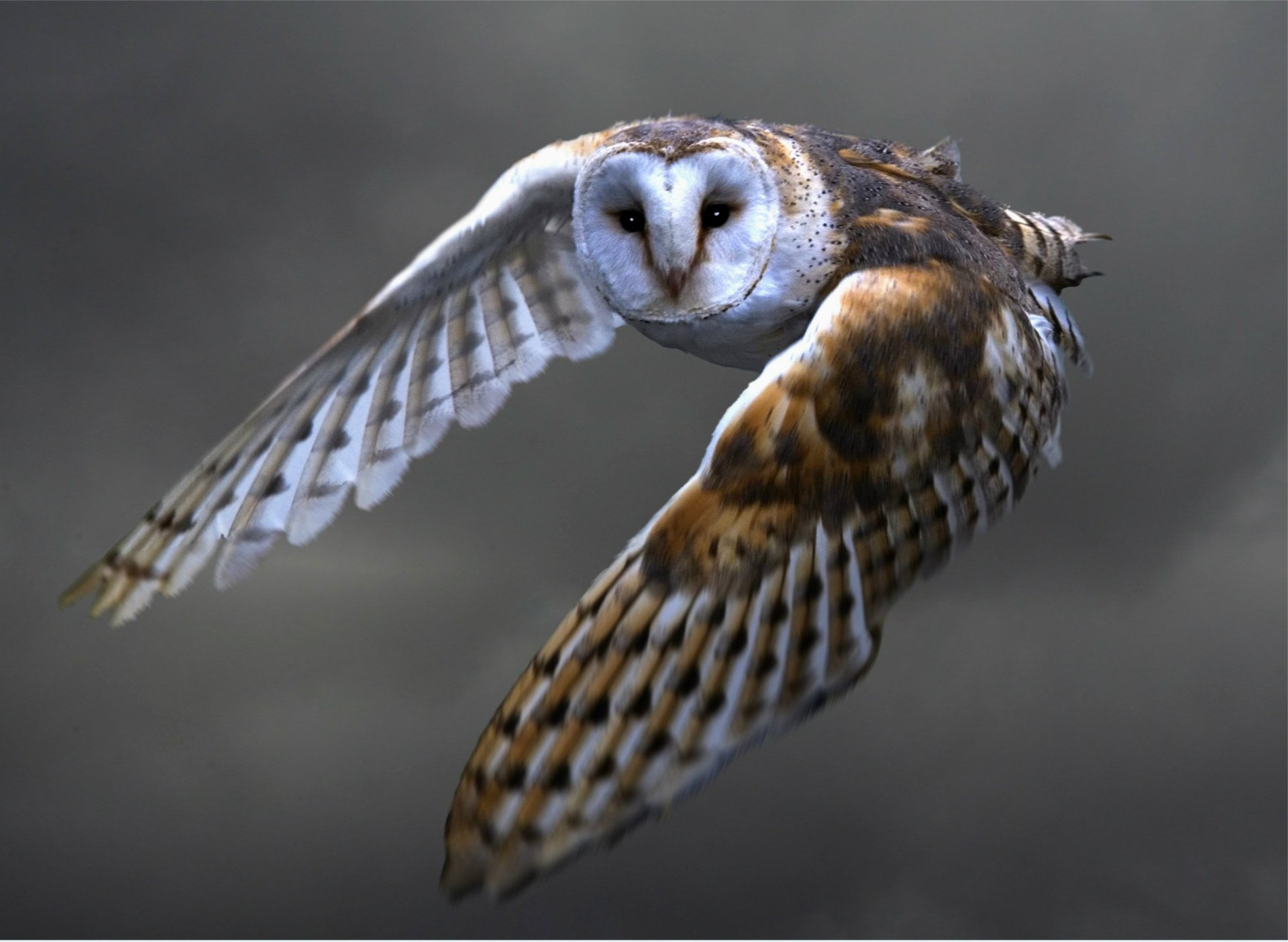 A barn owl with distinctive heart-shaped face and mottled brown and white feathers glides through a gray, misty sky.