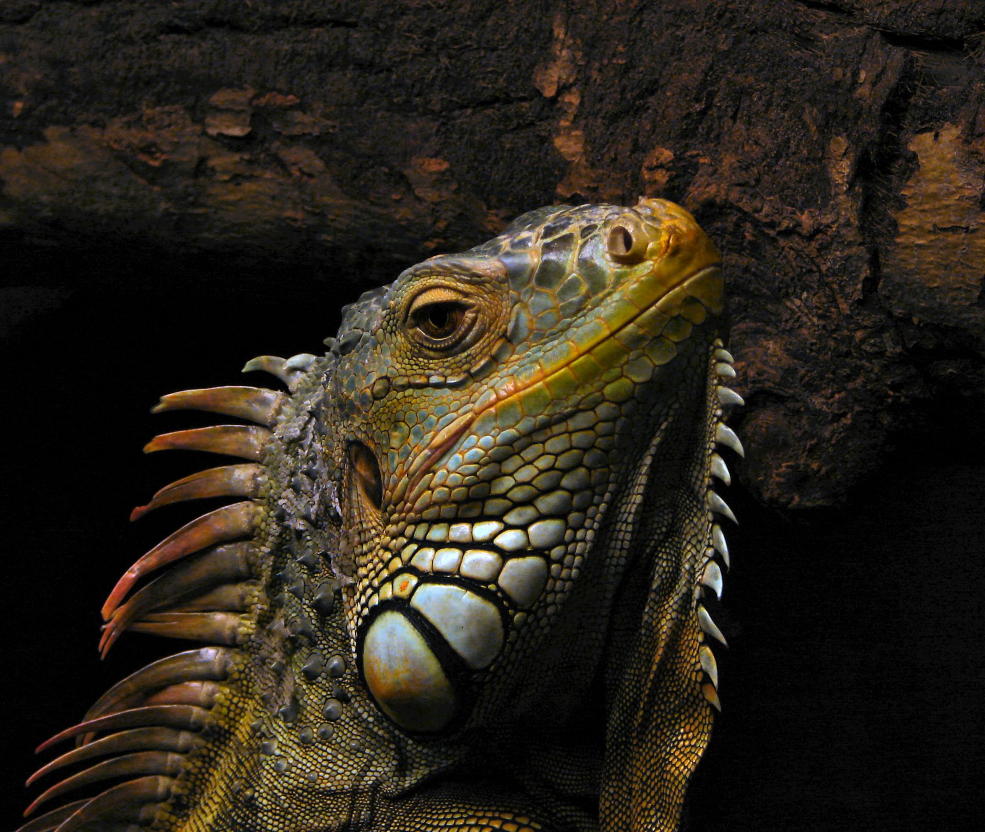 Animal iguana Image