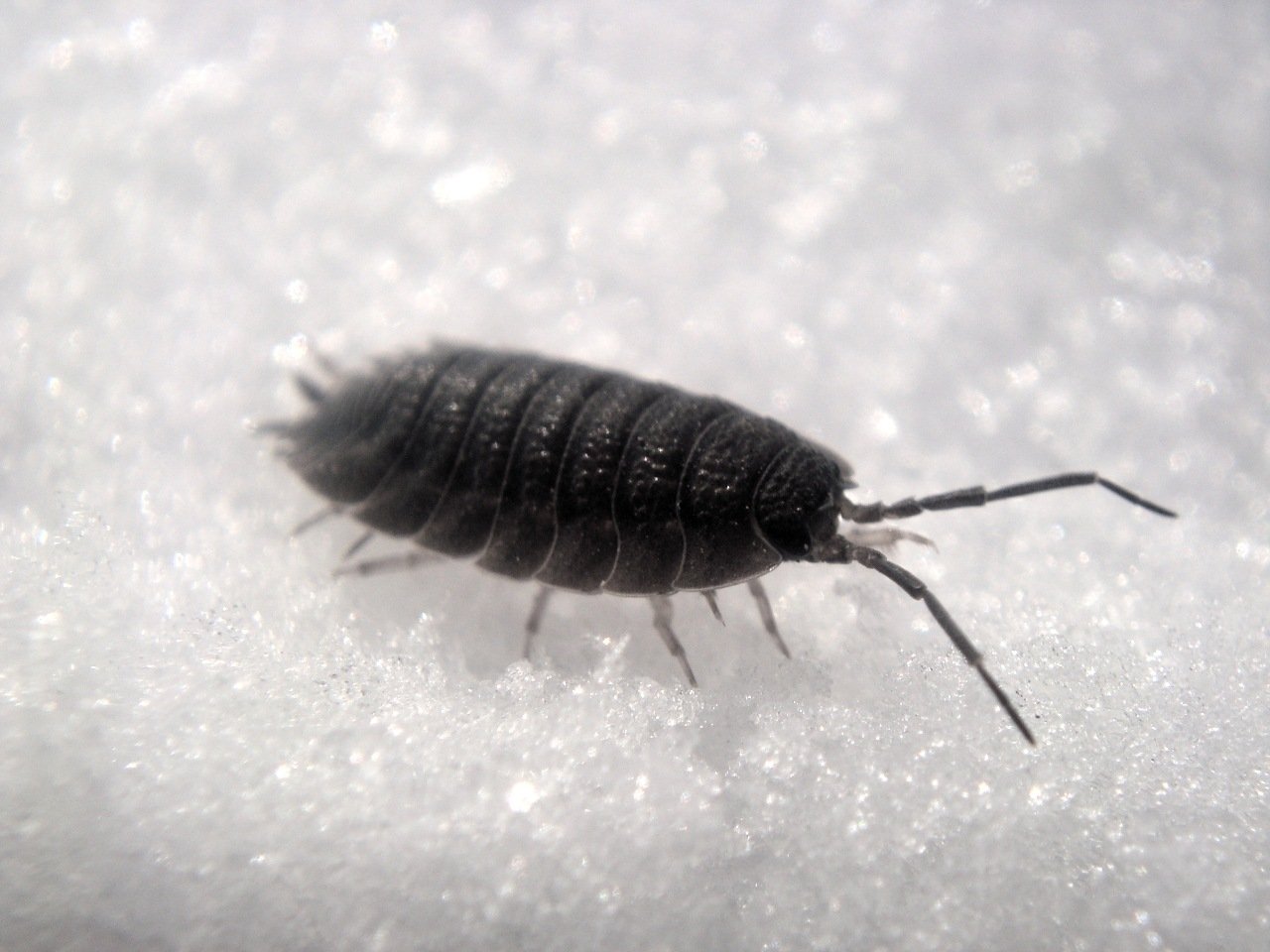 Wood Louse Image ID 270131 Image Abyss