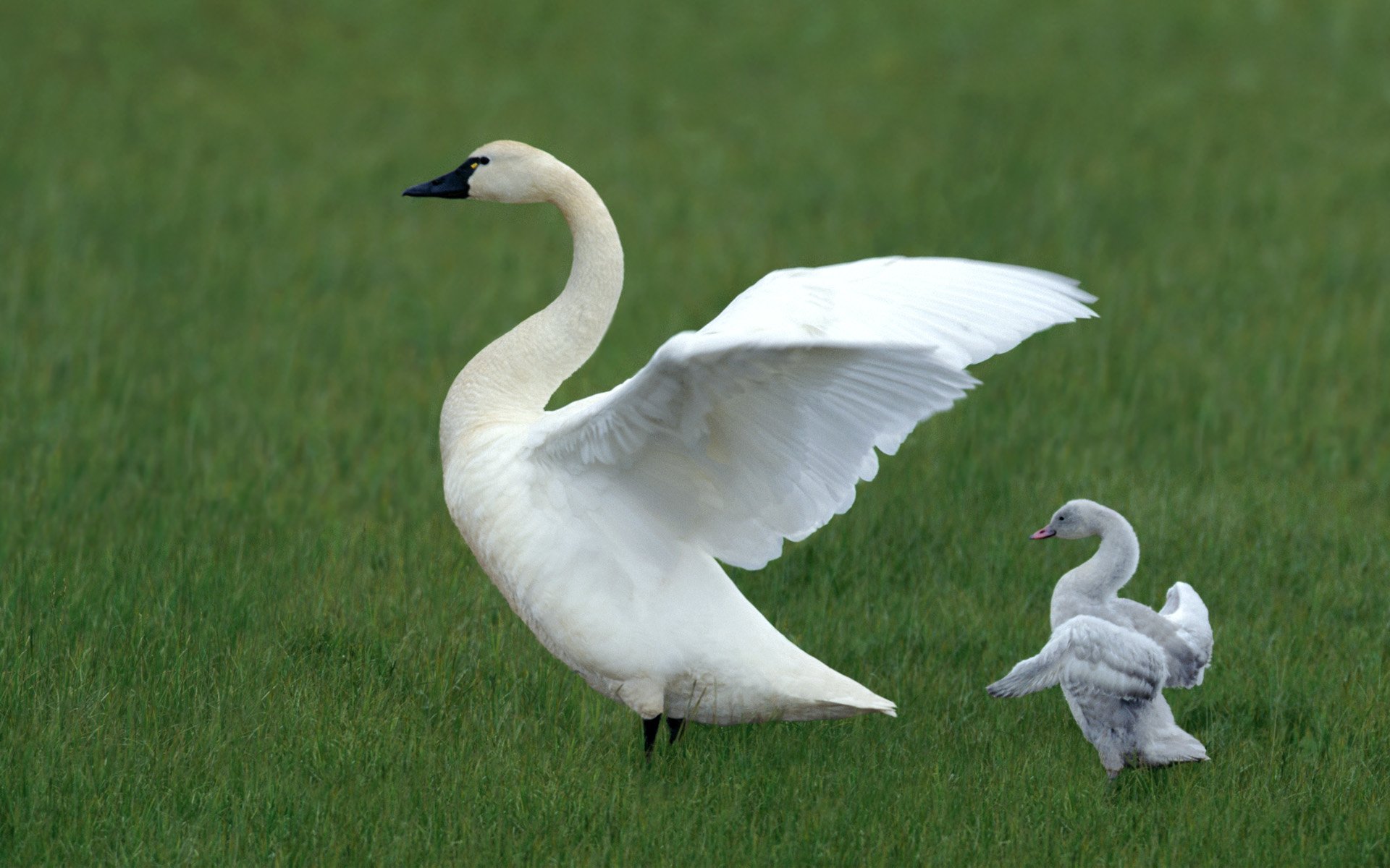 Animal swan Image
