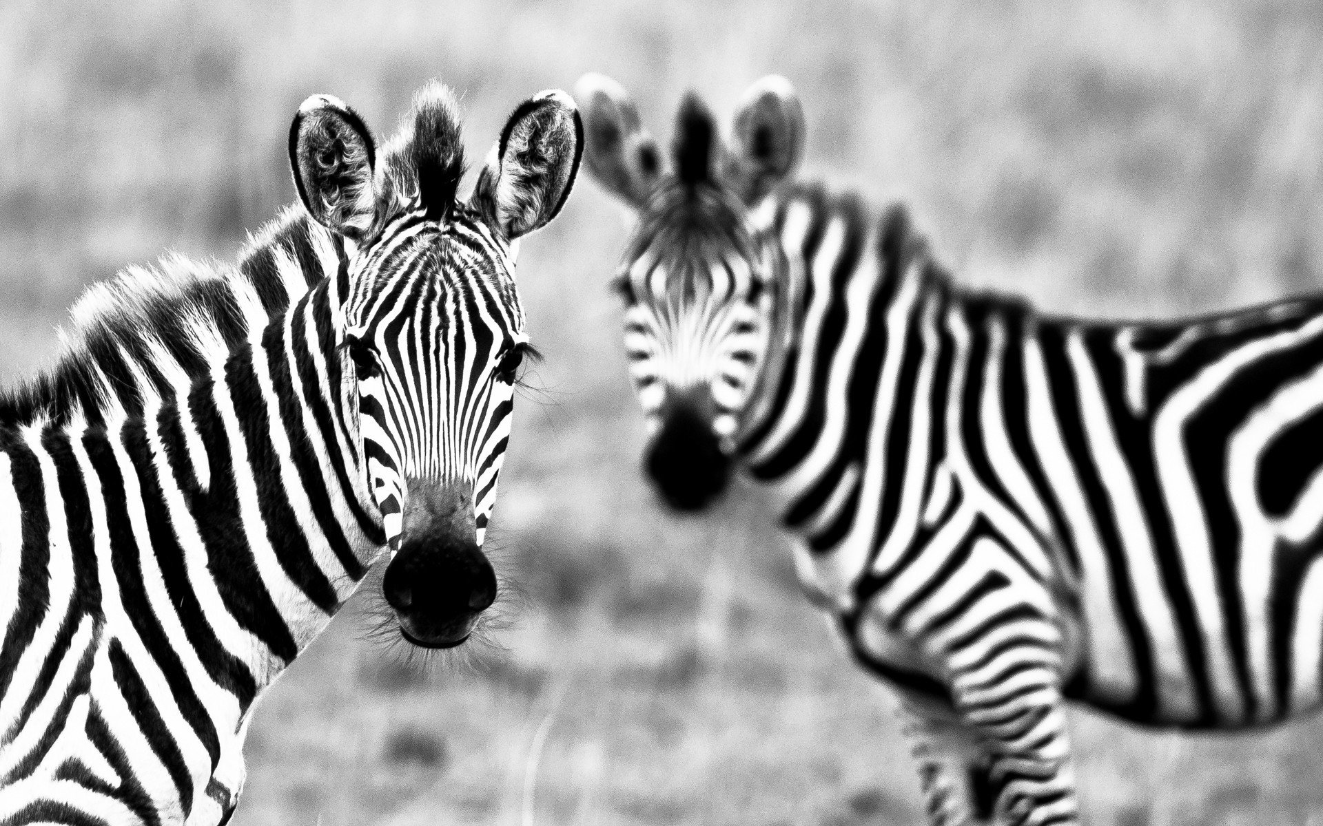 Animal zebra Image