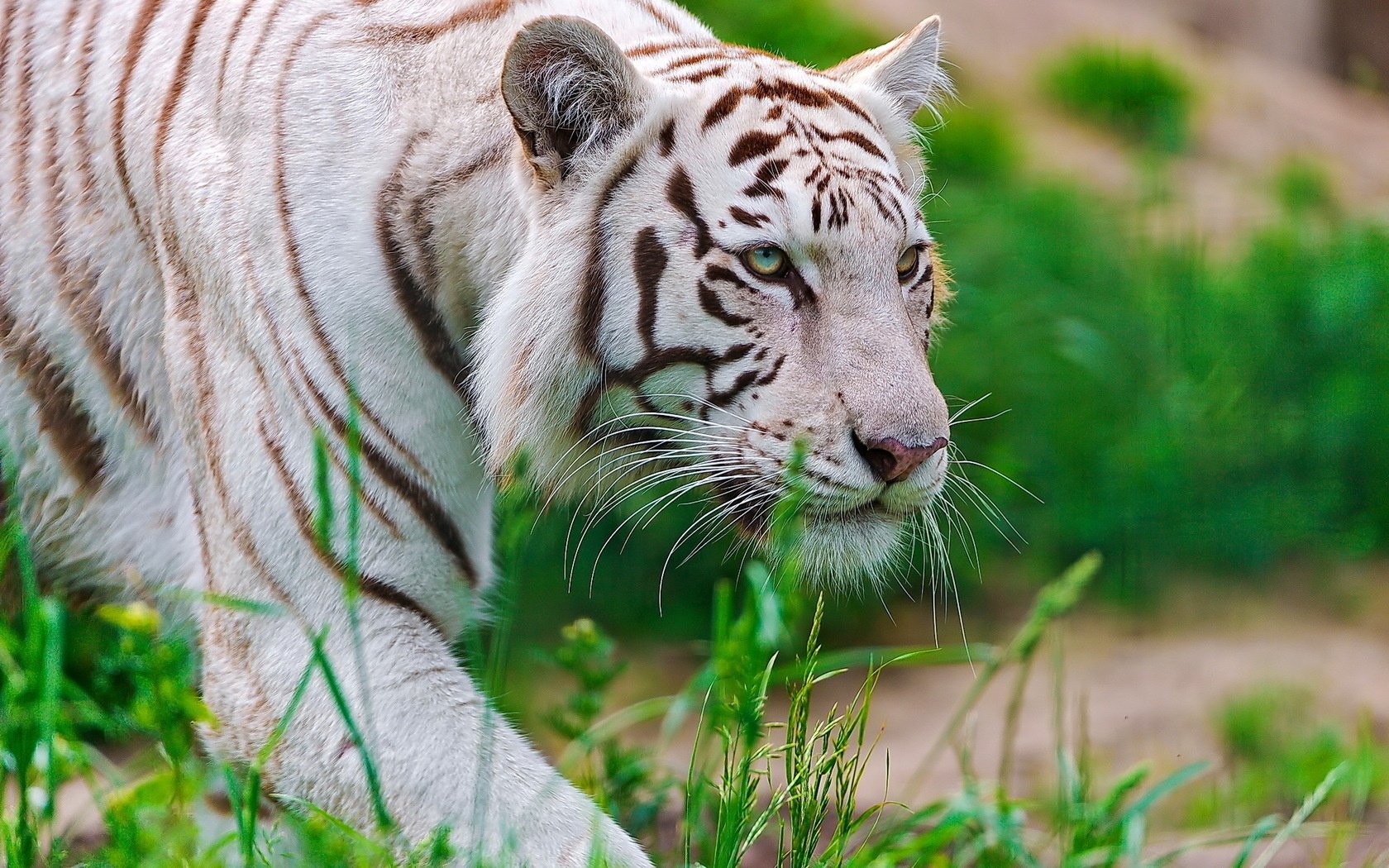 A majestic white tiger walks gracefully through lush green grass, showcasing its striking coat and powerful presence in a natural setting.