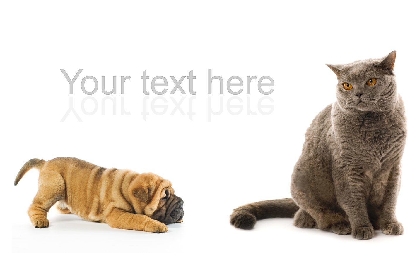 A playful puppy and a calm cat sit side by side against a white background, showcasing the charming companionship between dogs and cats.