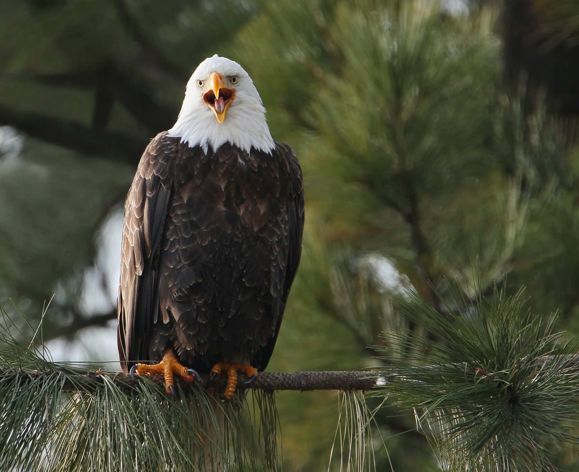 A majestic bald eagle perches on a tree branch, its beak open as it calls out, surrounded by lush green pine needles in the background.