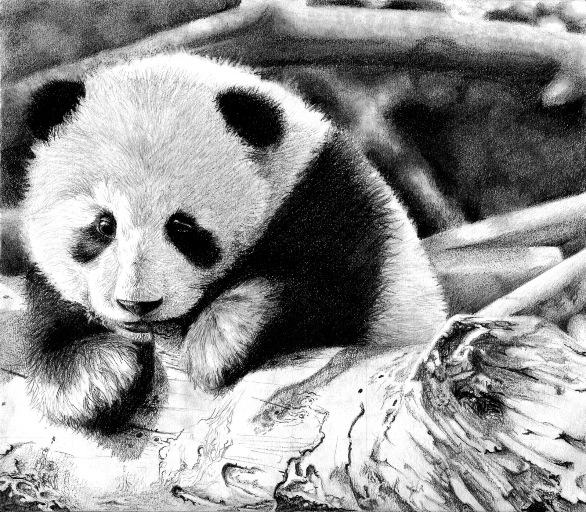 Panda Image - ID: 270302 - Image Abyss