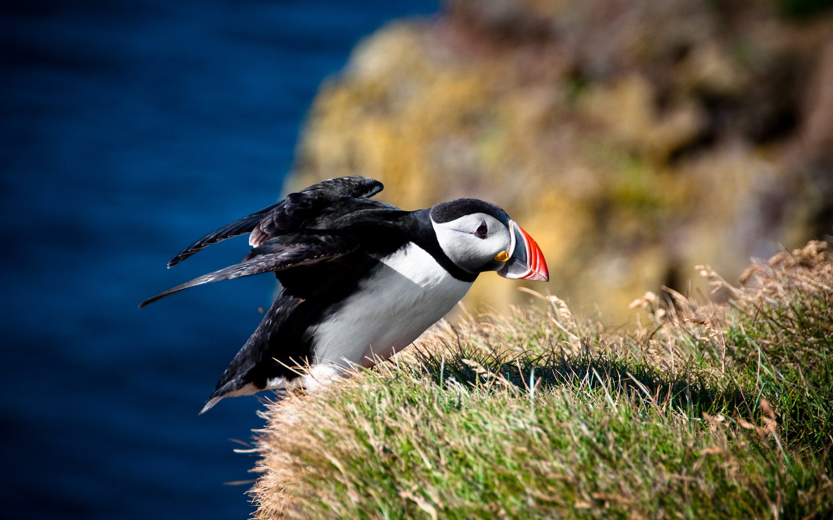 A puffin with its wings extended stands on grassy cliff edges overlooking the sea.