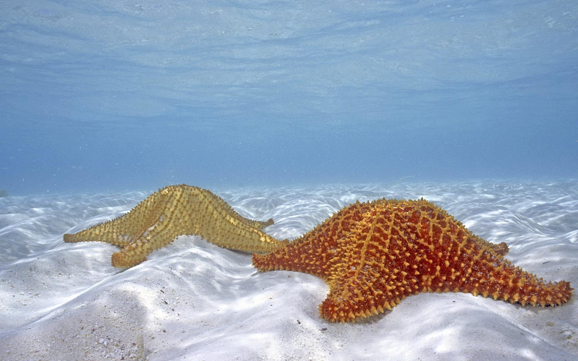 Animal starfish Image