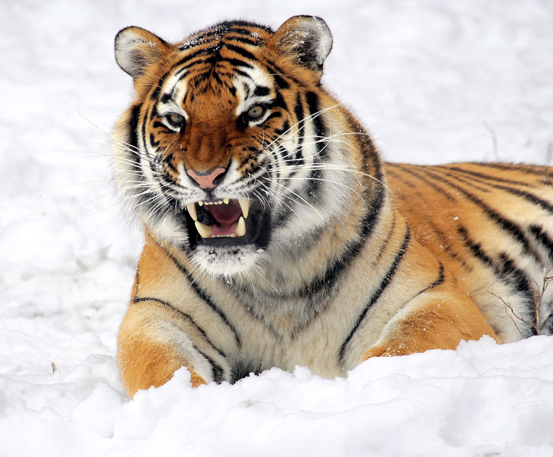 Download Animal Tiger Image