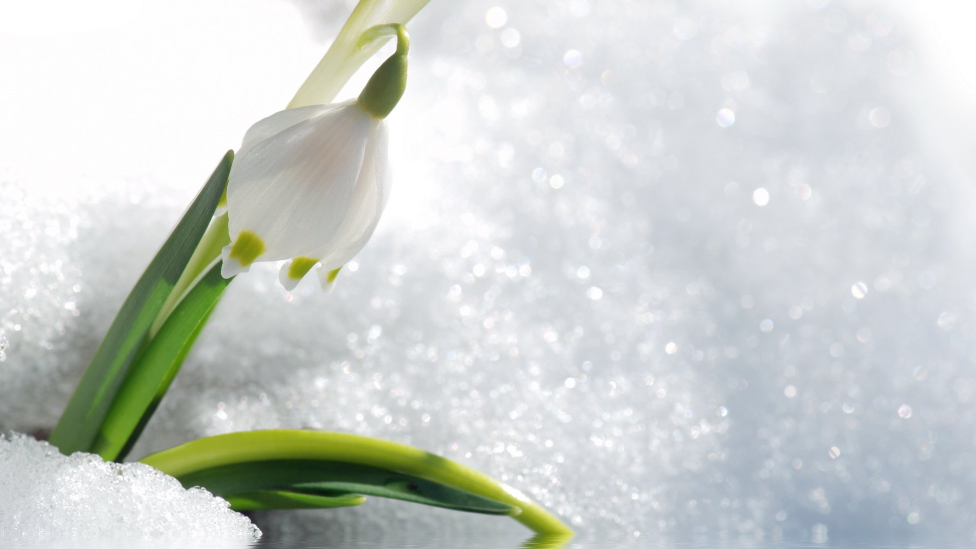 nature snowdrop Image