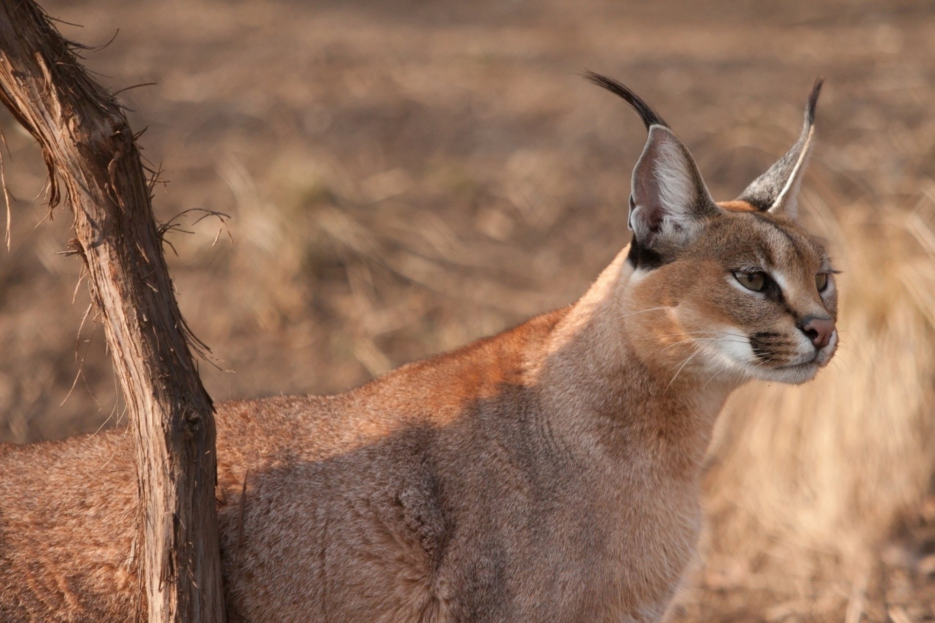 Wild animal caracal standing alert in dry grassland beside a small tree, showing tufted ears and a tawny coat.