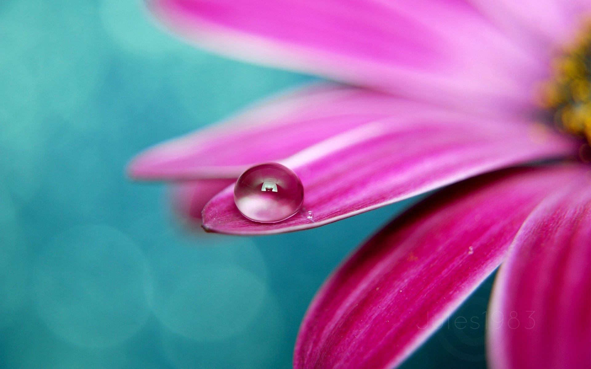 A close-up of a vibrant pink flower petal with a clear water droplet, set against a softly blurred natural background.