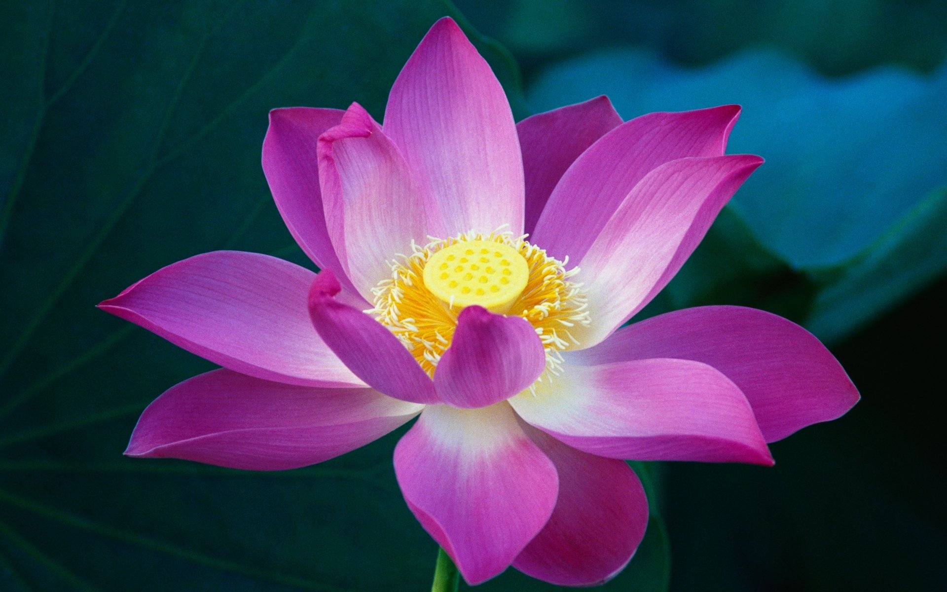 A vibrant pink lotus flower in full bloom surrounded by dark green leaves in a natural setting.