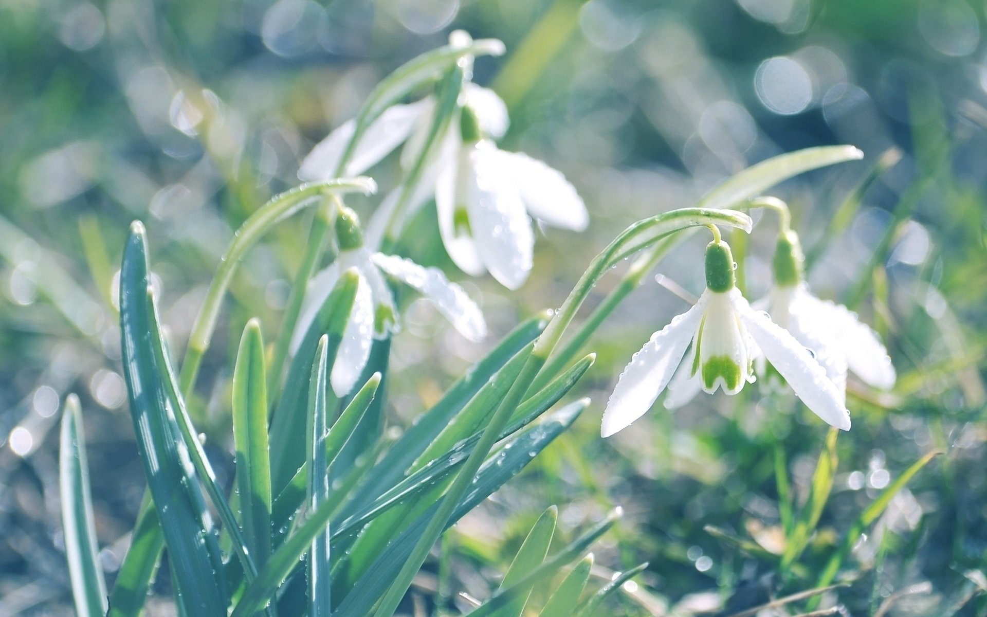 Close-up of delicate white snowdrop flowers with green leaves glowing in sunlit grass.